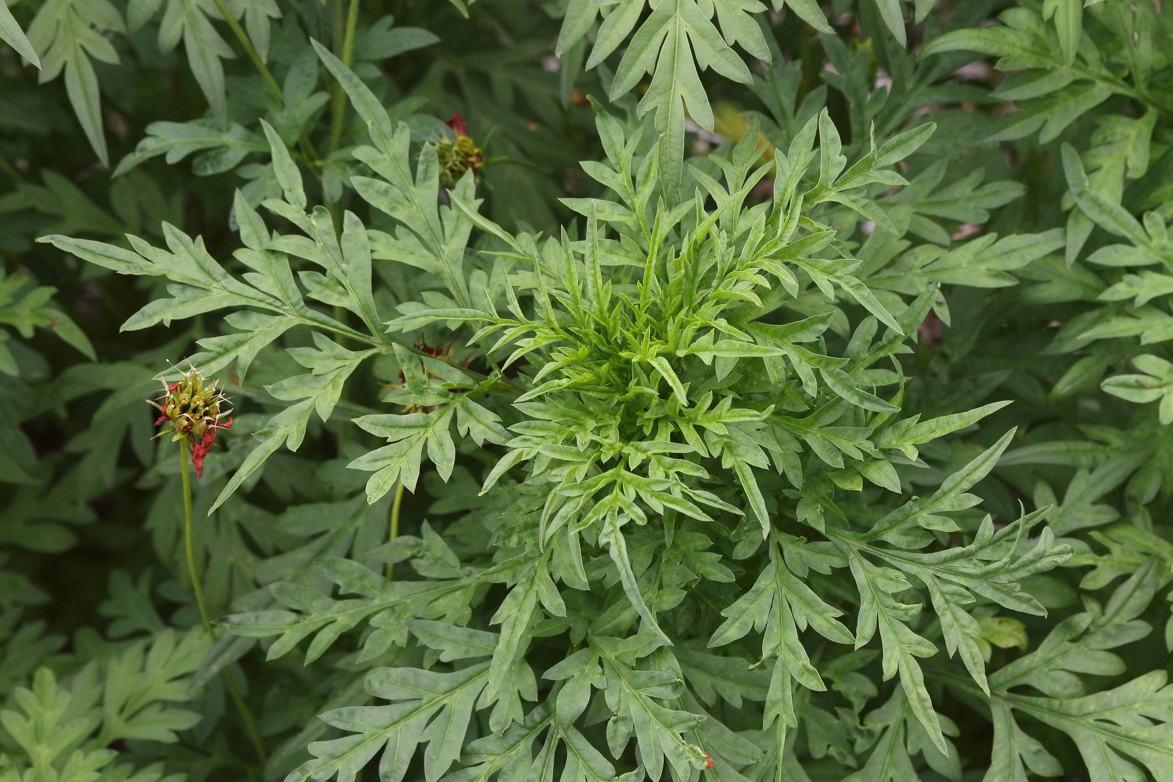 Afficher le média cosmos_sulphureus3md cosmos_sulphureus3md