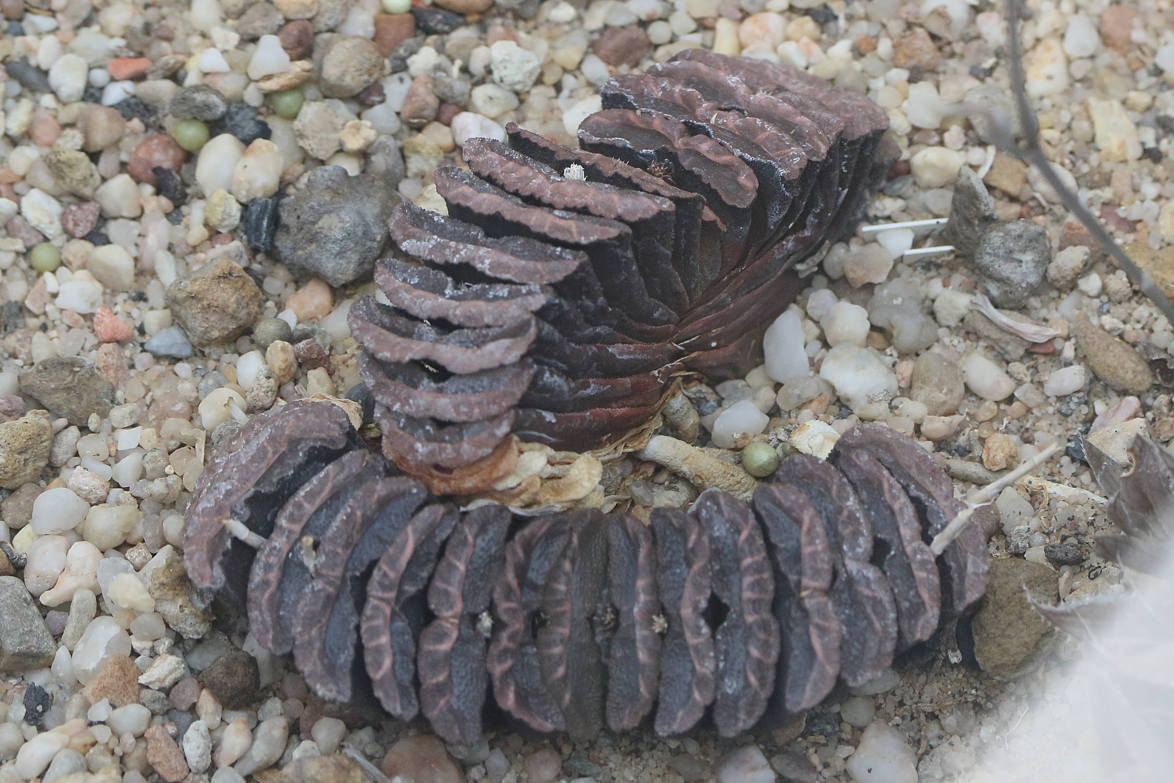 haworthia_truncata1md