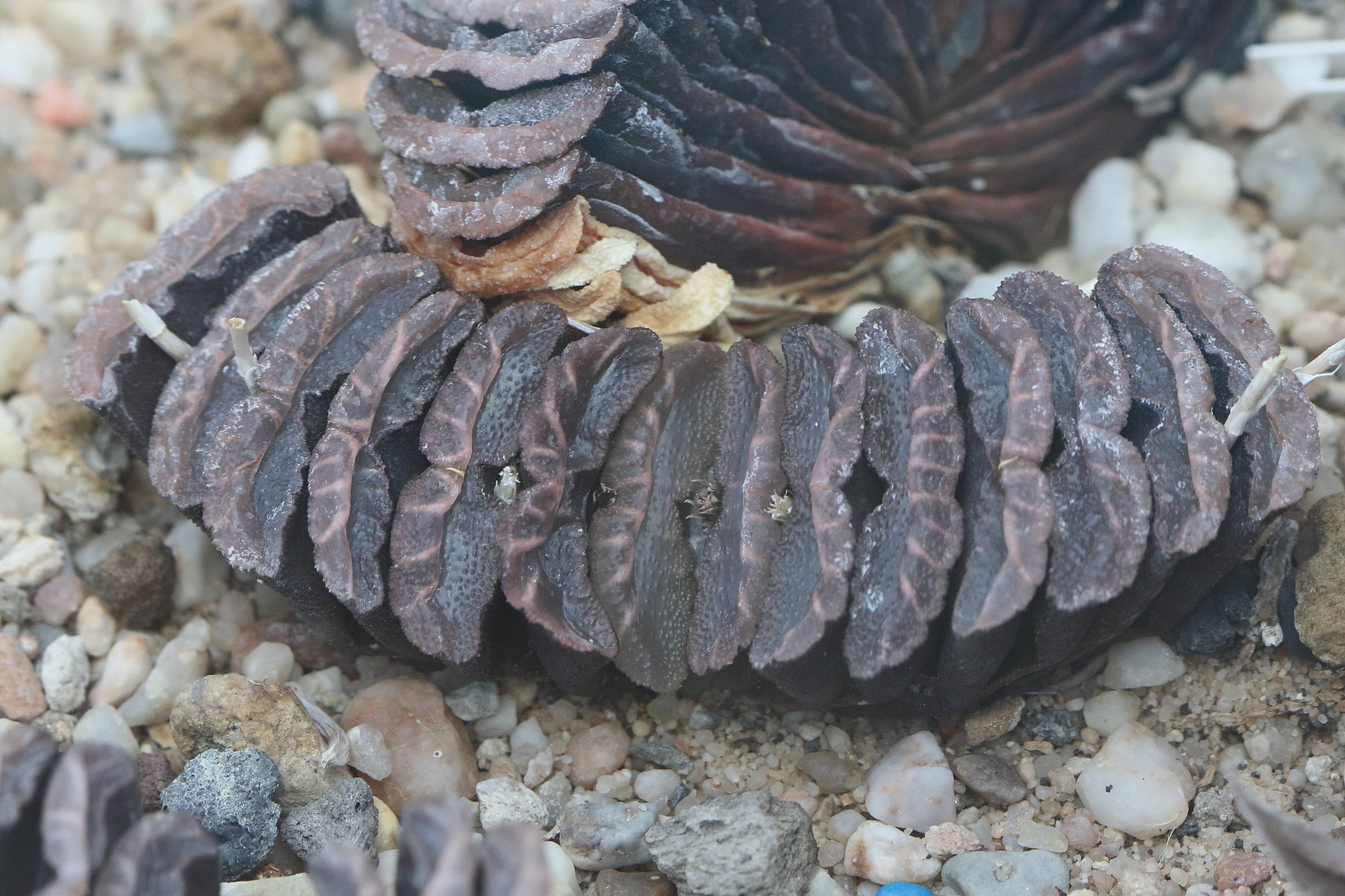 haworthia_truncata2bd