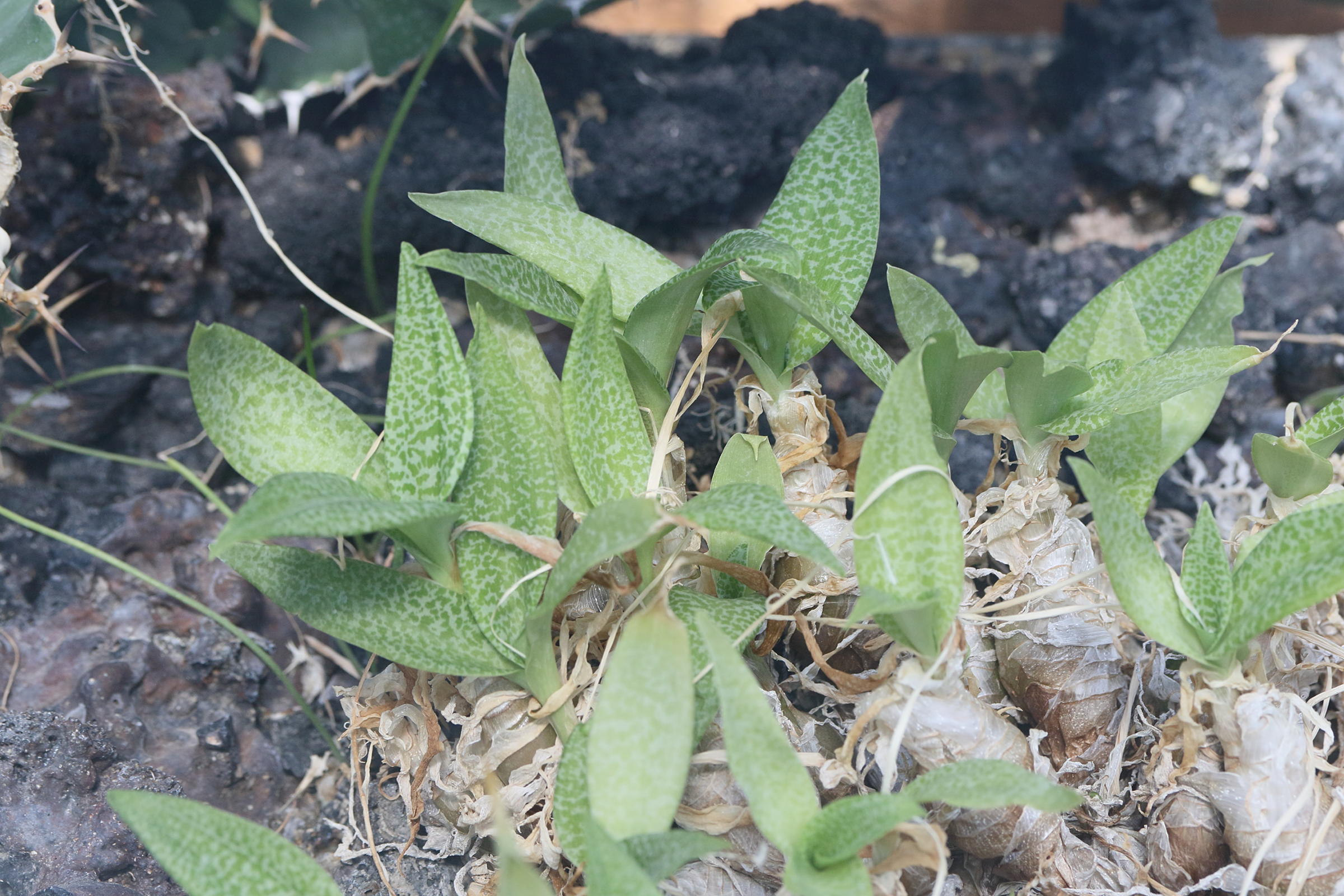 Afficher le média ledebouria_socialis1md ledebouria_socialis1md