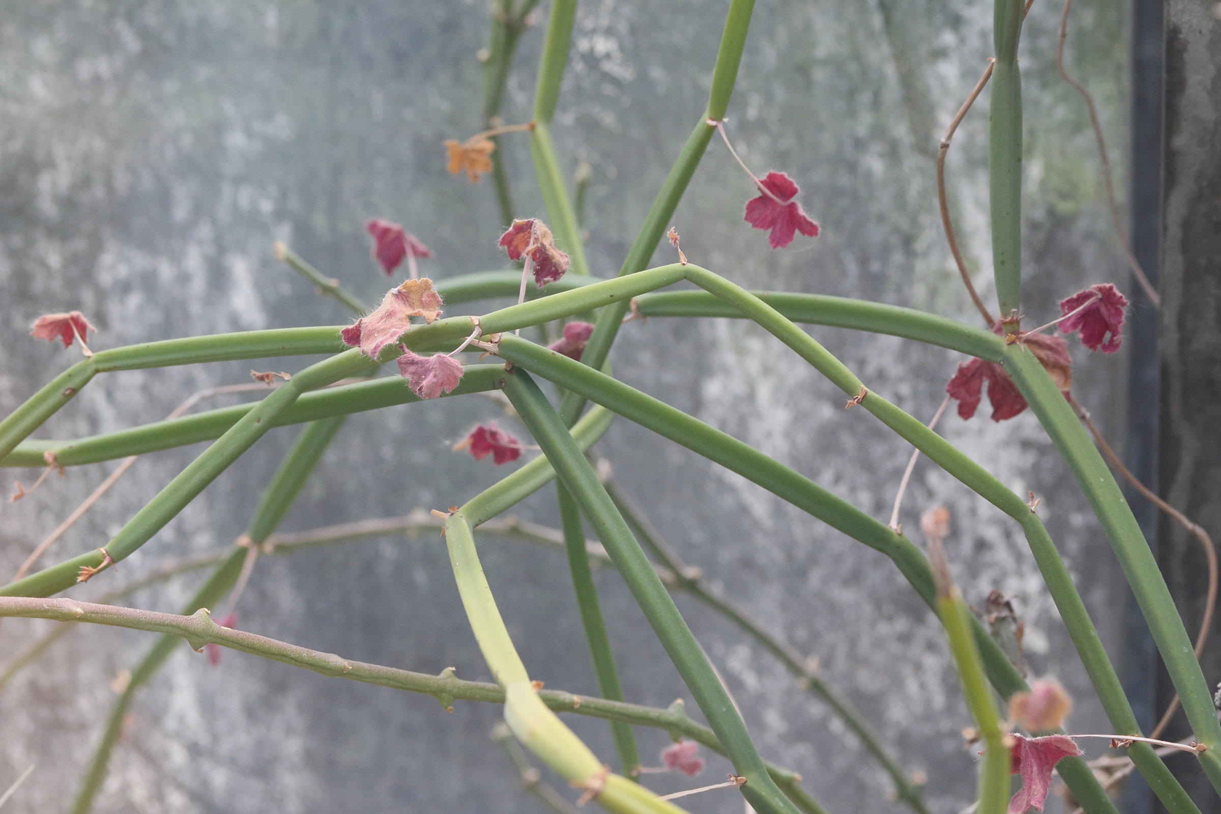 pelargonium_tetragonum1md