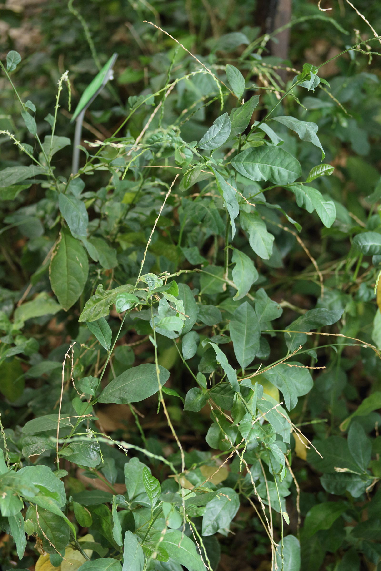 Afficher le média petiveria_alliacea1md petiveria_alliacea1md