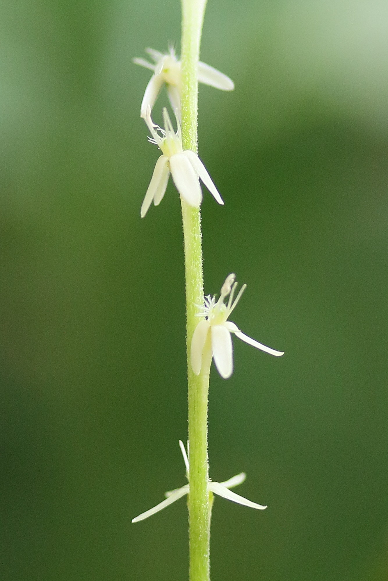 Afficher le média petiveria_alliacea2md petiveria_alliacea2md