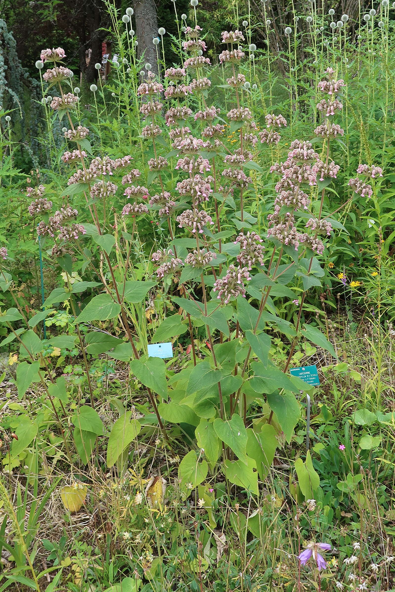 phlomis_herba-venti1md