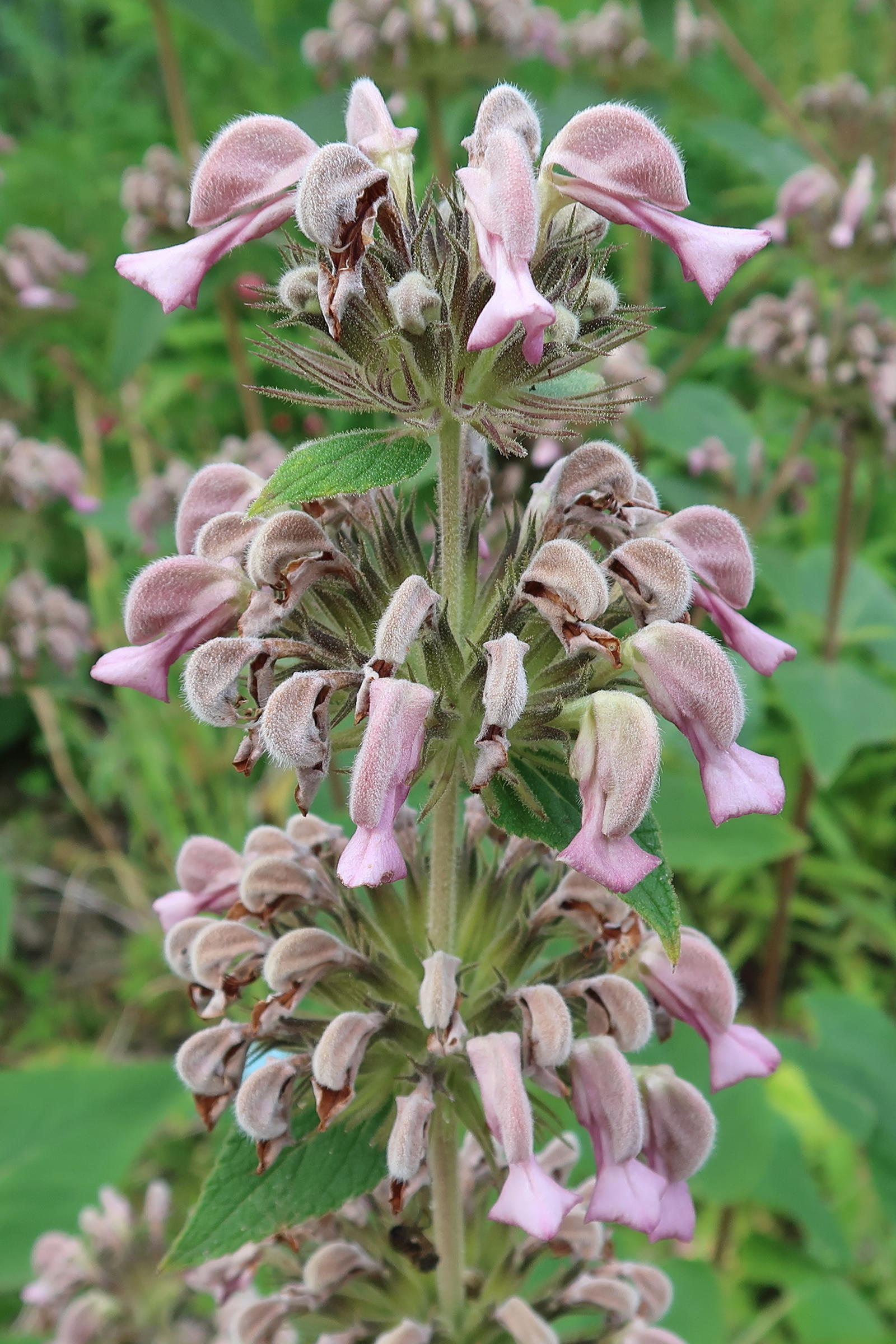 phlomis_herba-venti2md