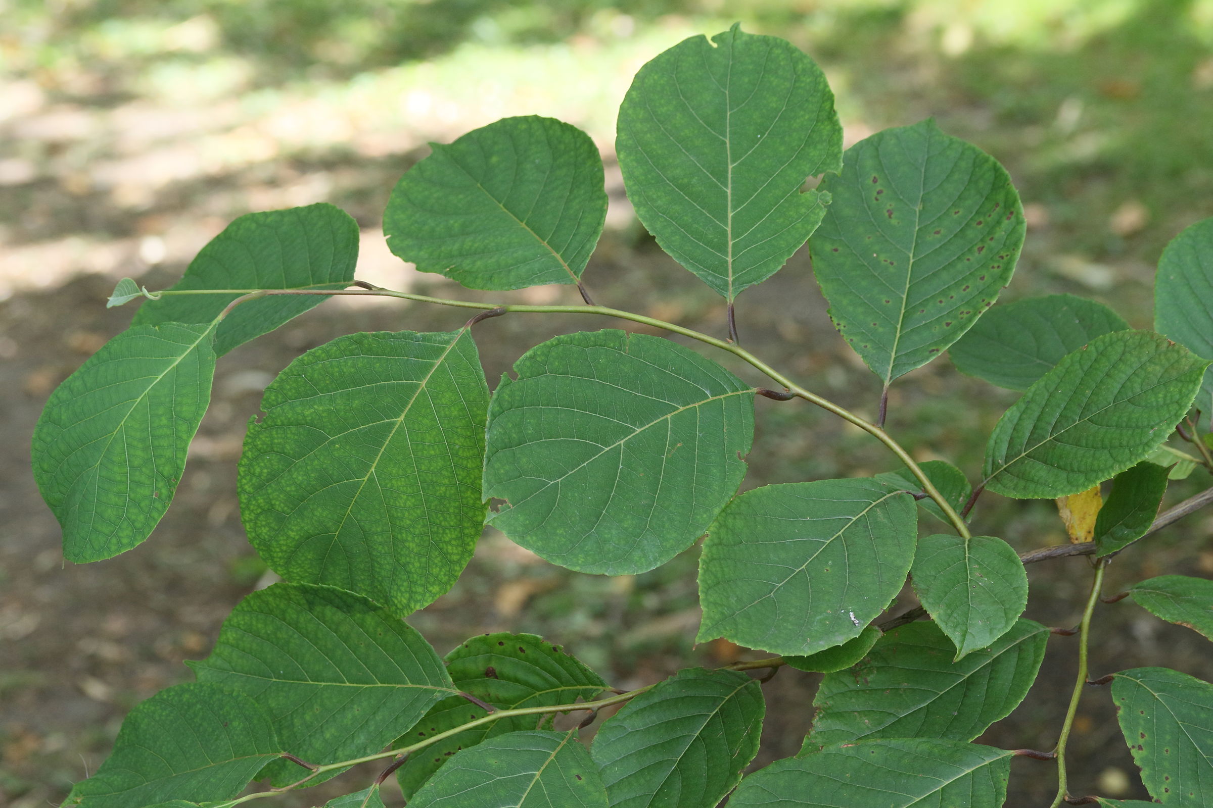 Afficher le média pterostyrax_psillophyllus1md pterostyrax_psillophyllus1md