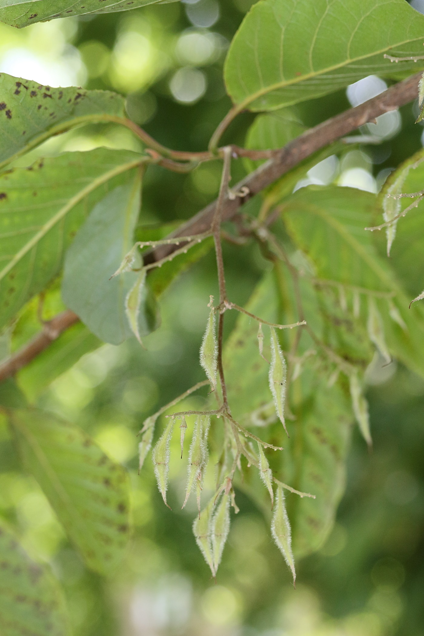 Afficher le média pterostyrax_psillophyllus2md pterostyrax_psillophyllus2md