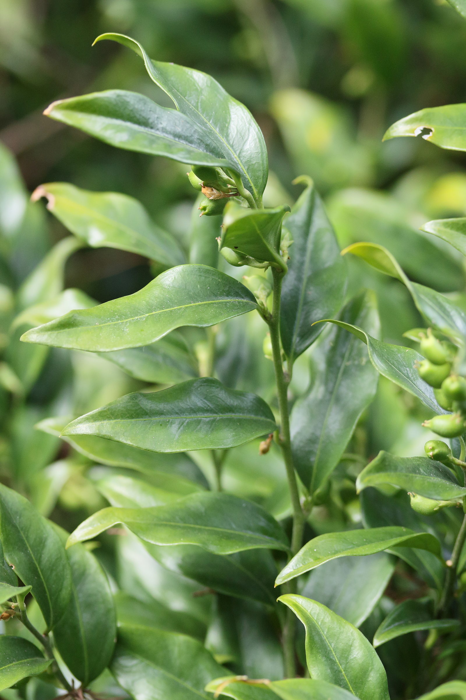 sarcococca_confusa1md