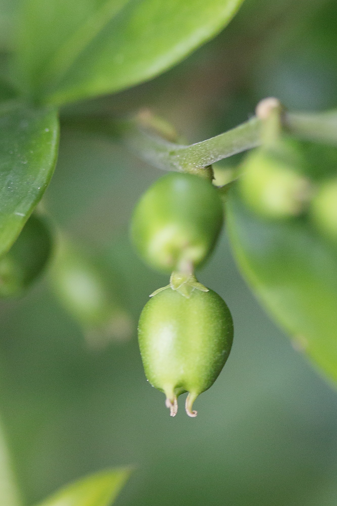 sarcococca_confusa2md