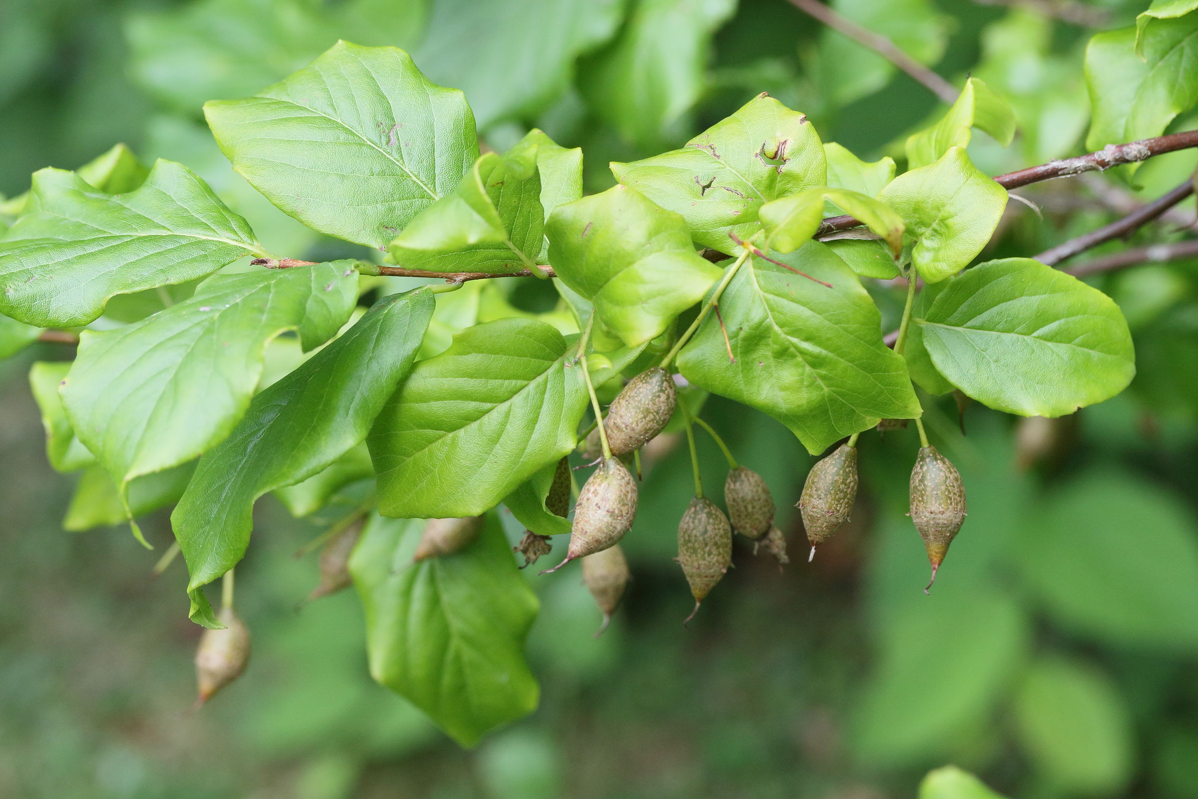 sinojackia_rehderiana1md