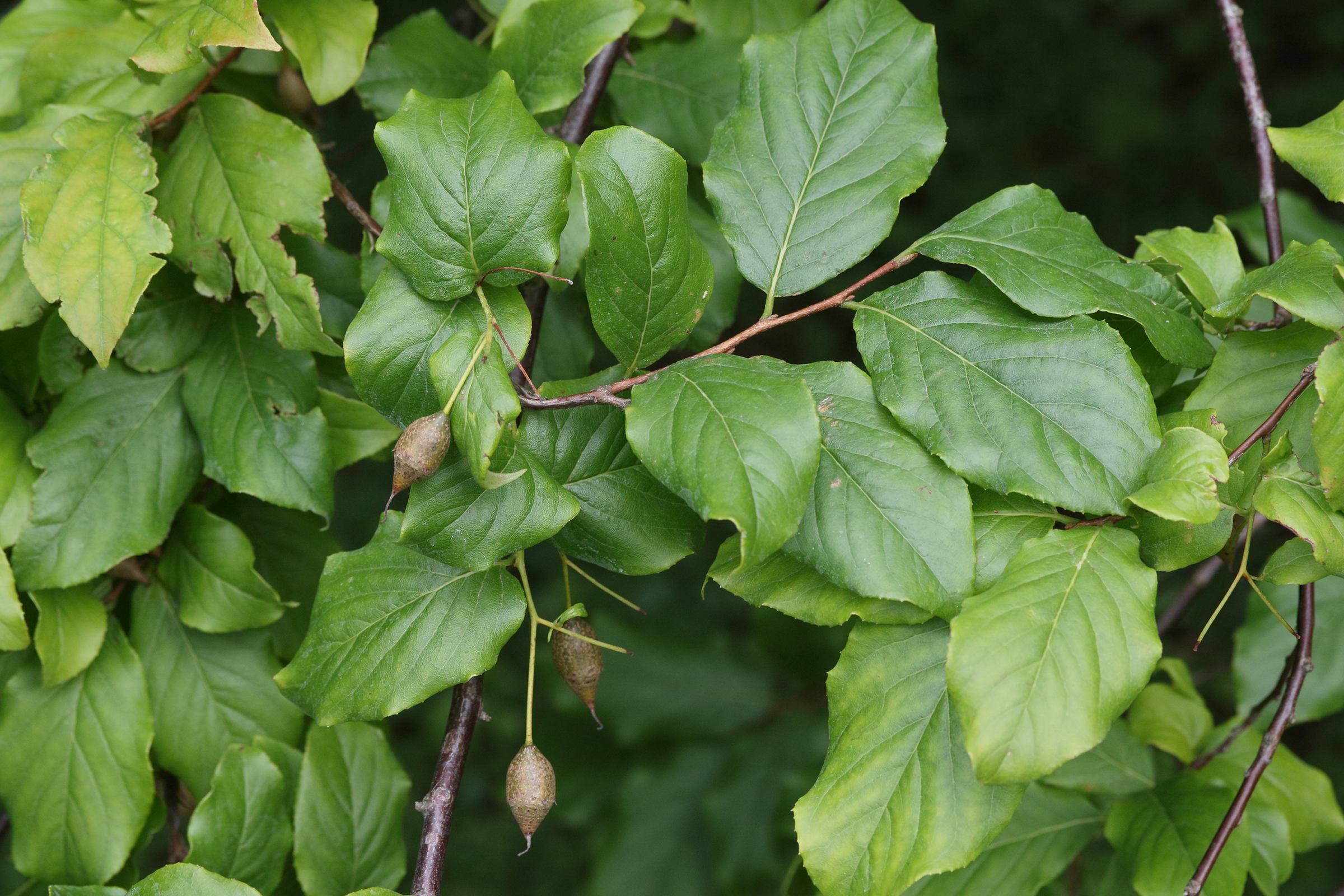 sinojackia_rehderiana2md