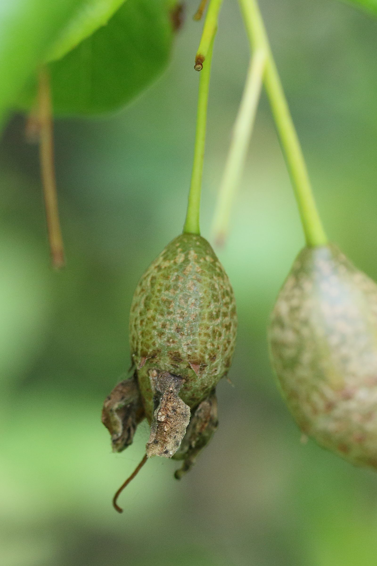 sinojackia_rehderiana3md