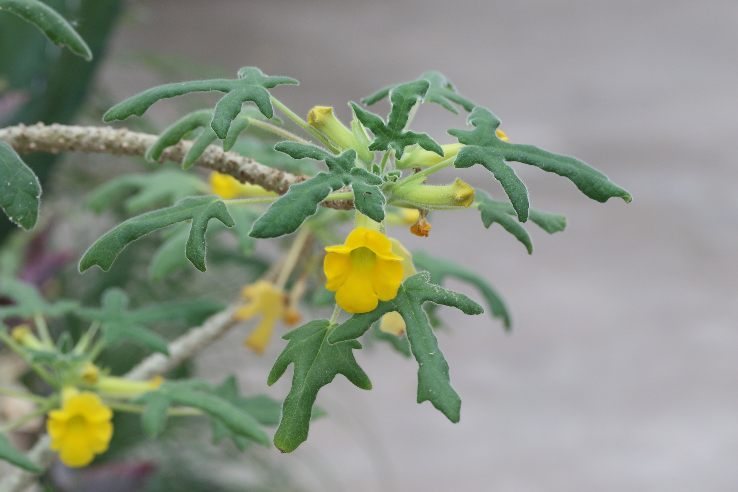 uncarina_roeoesliana1md