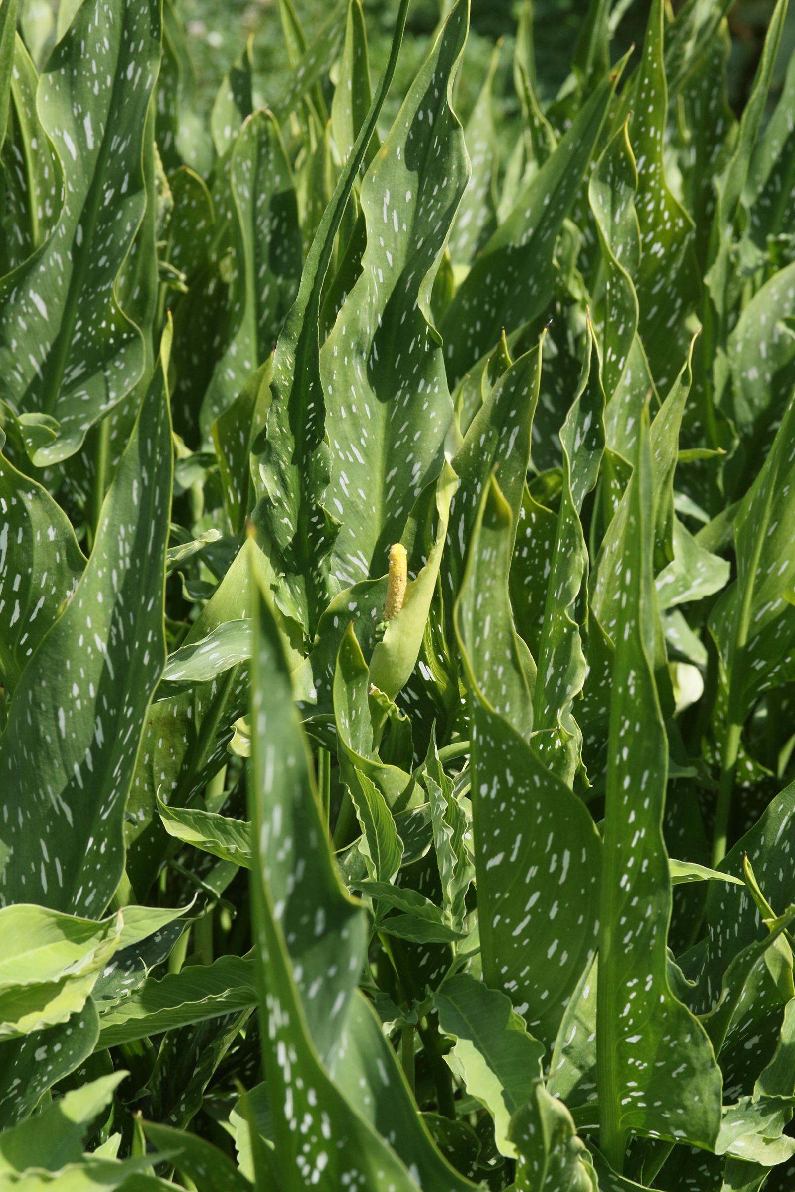 Afficher le média zantedeschia_albomaculata1md zantedeschia_albomaculata1md