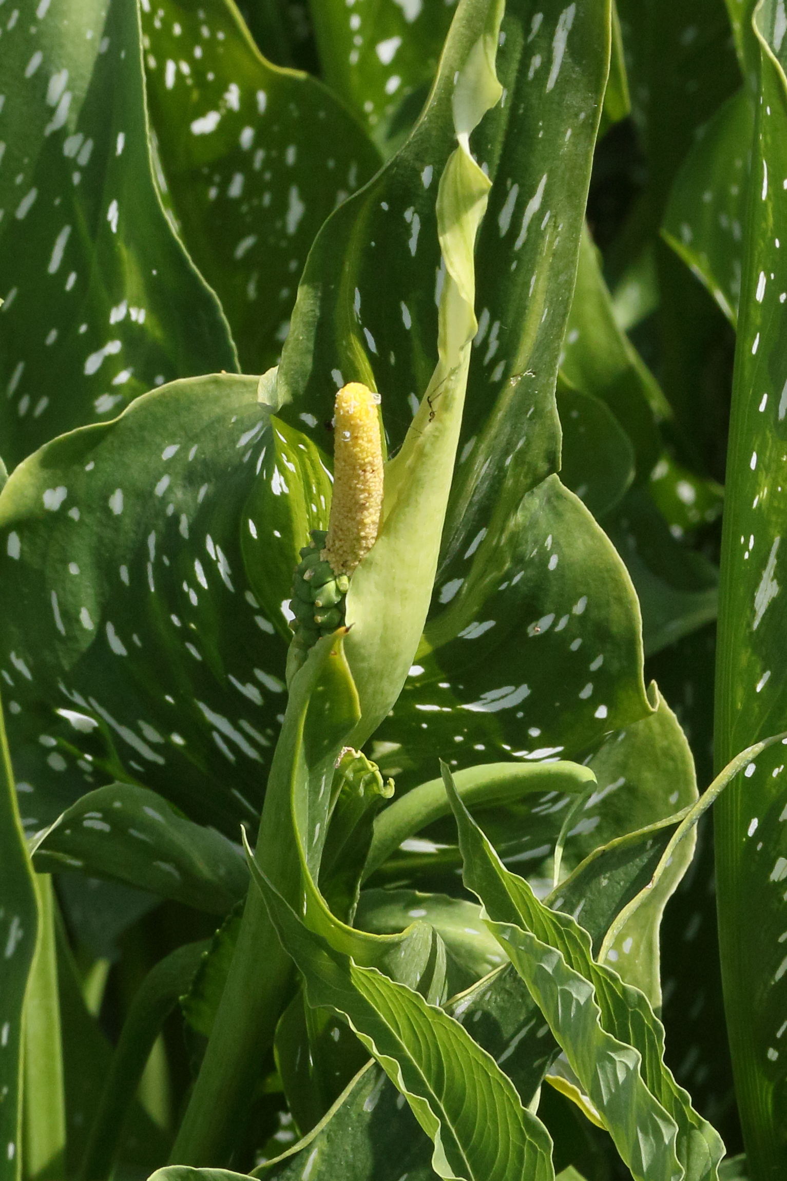 Afficher le média zantedeschia_albomaculata2md zantedeschia_albomaculata2md