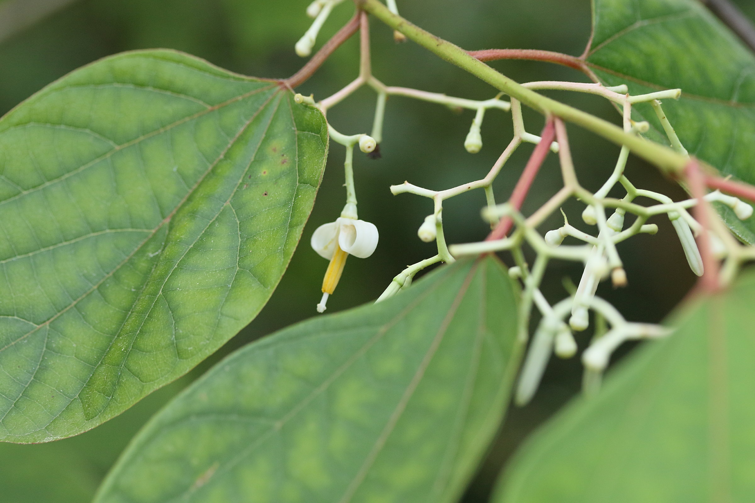 alangium_chinense1md