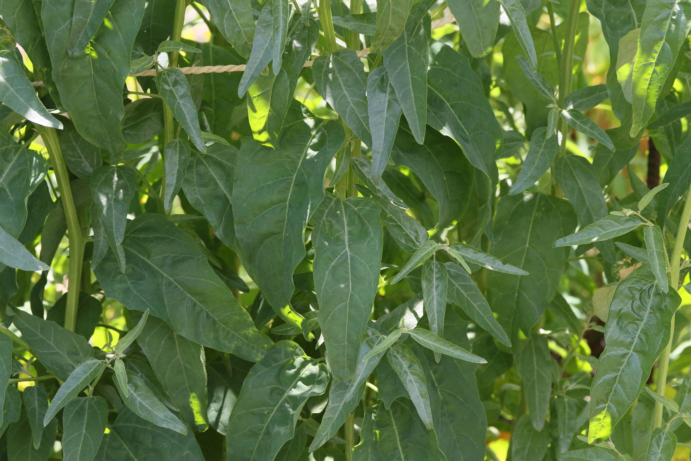 Afficher le média atriplex_hortensis1md atriplex_hortensis1md