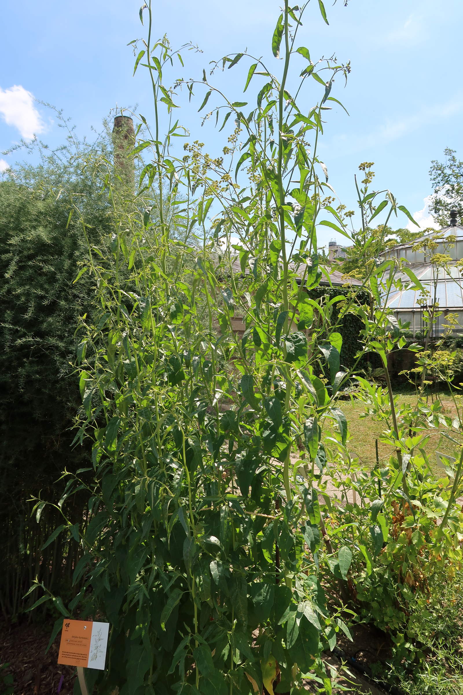 Afficher le média atriplex_hortensis2md atriplex_hortensis2md