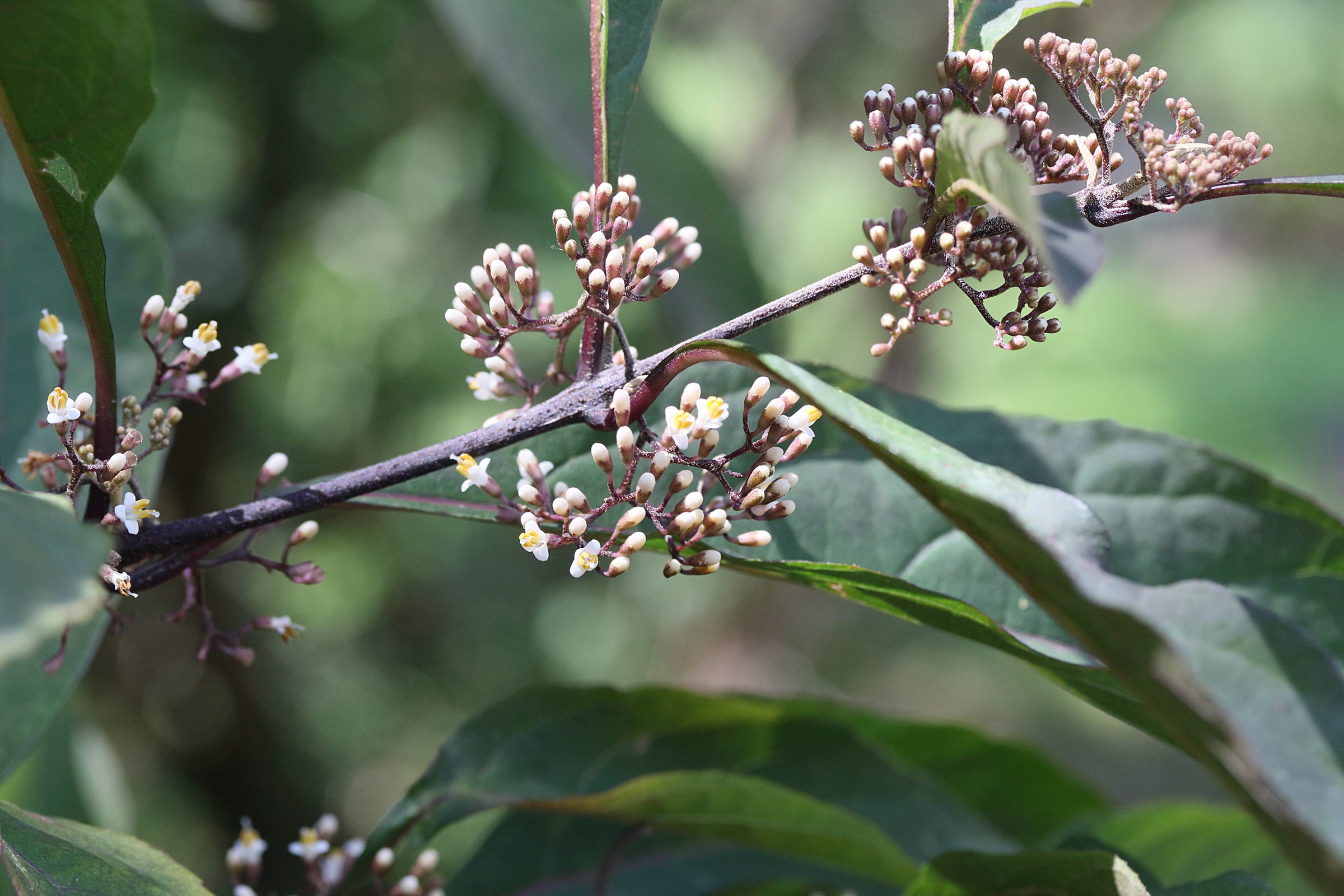 Afficher le média callicarpa_kwangtungensis1md callicarpa_kwangtungensis1md