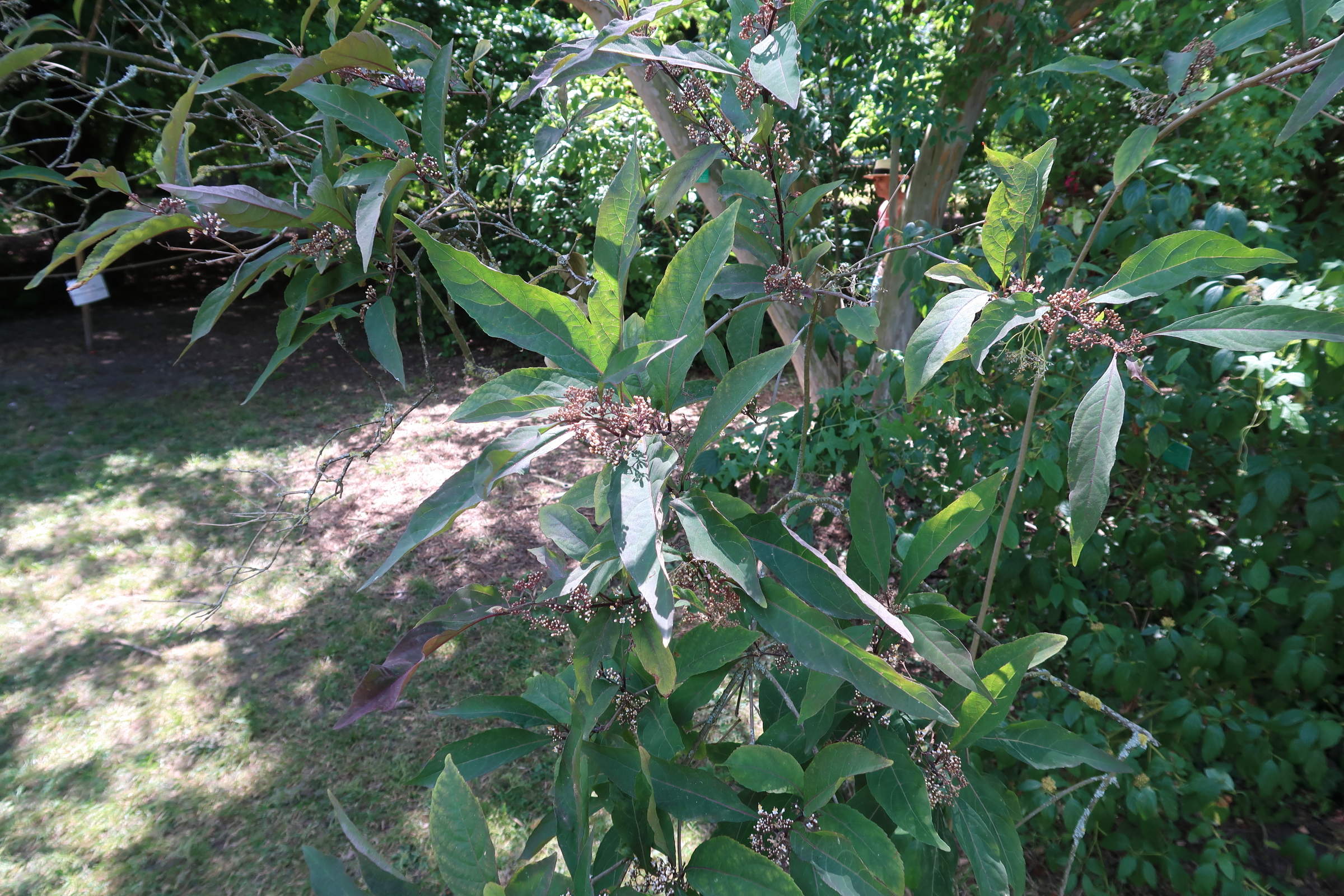Afficher le média callicarpa_kwangtungensis2md callicarpa_kwangtungensis2md