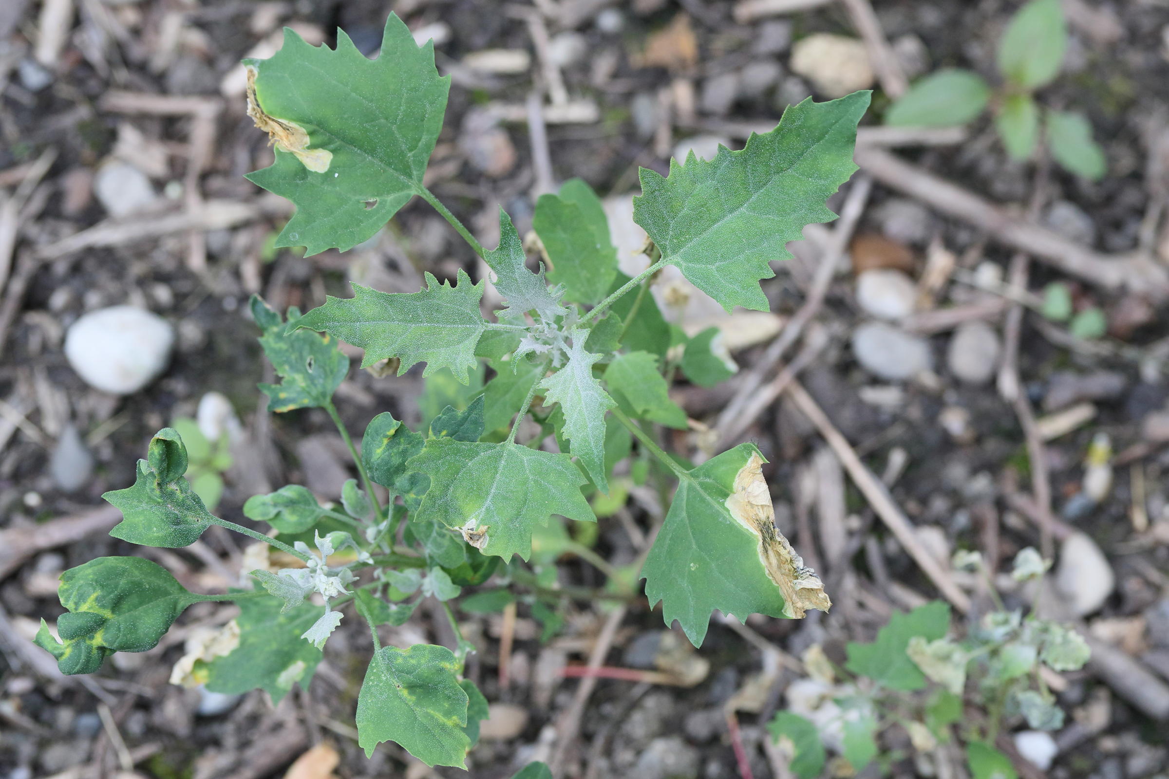 Afficher le média chenopodium_quinoa1md chenopodium_quinoa1md