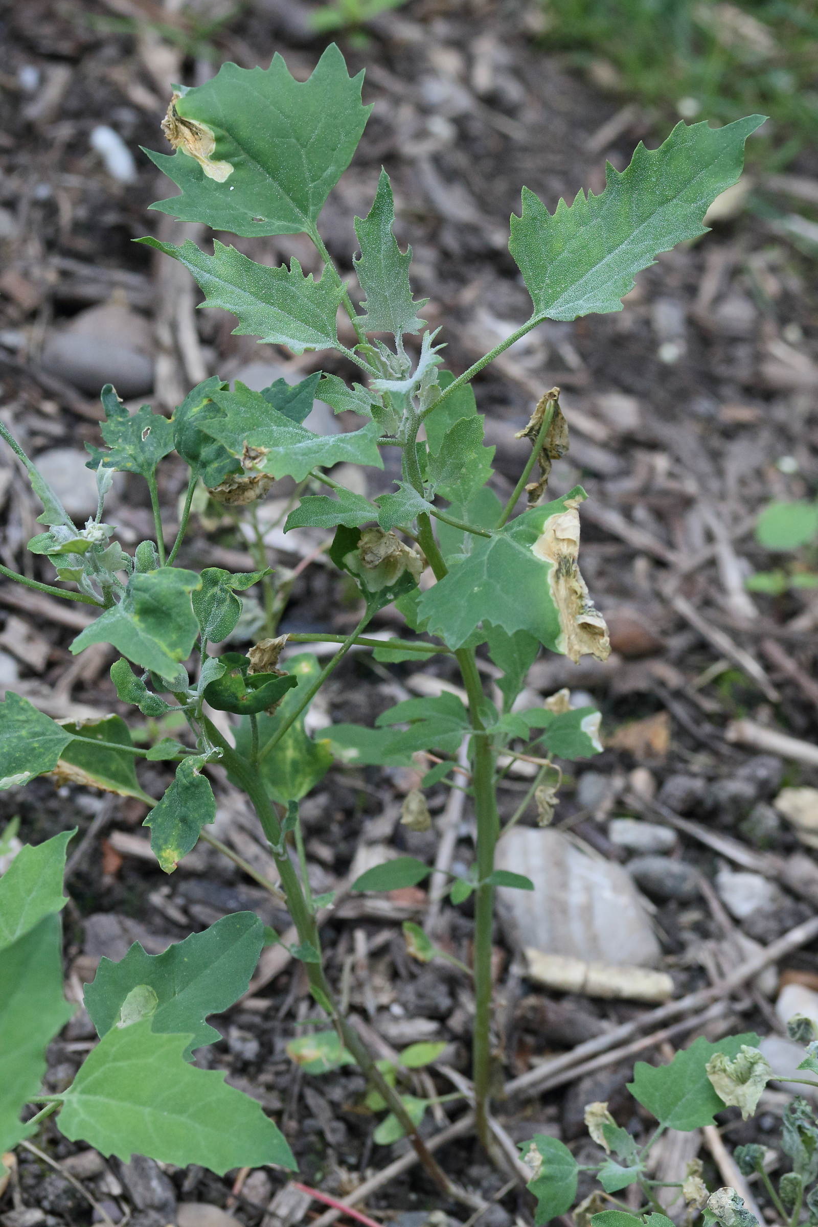 Afficher le média chenopodium_quinoa2md chenopodium_quinoa2md