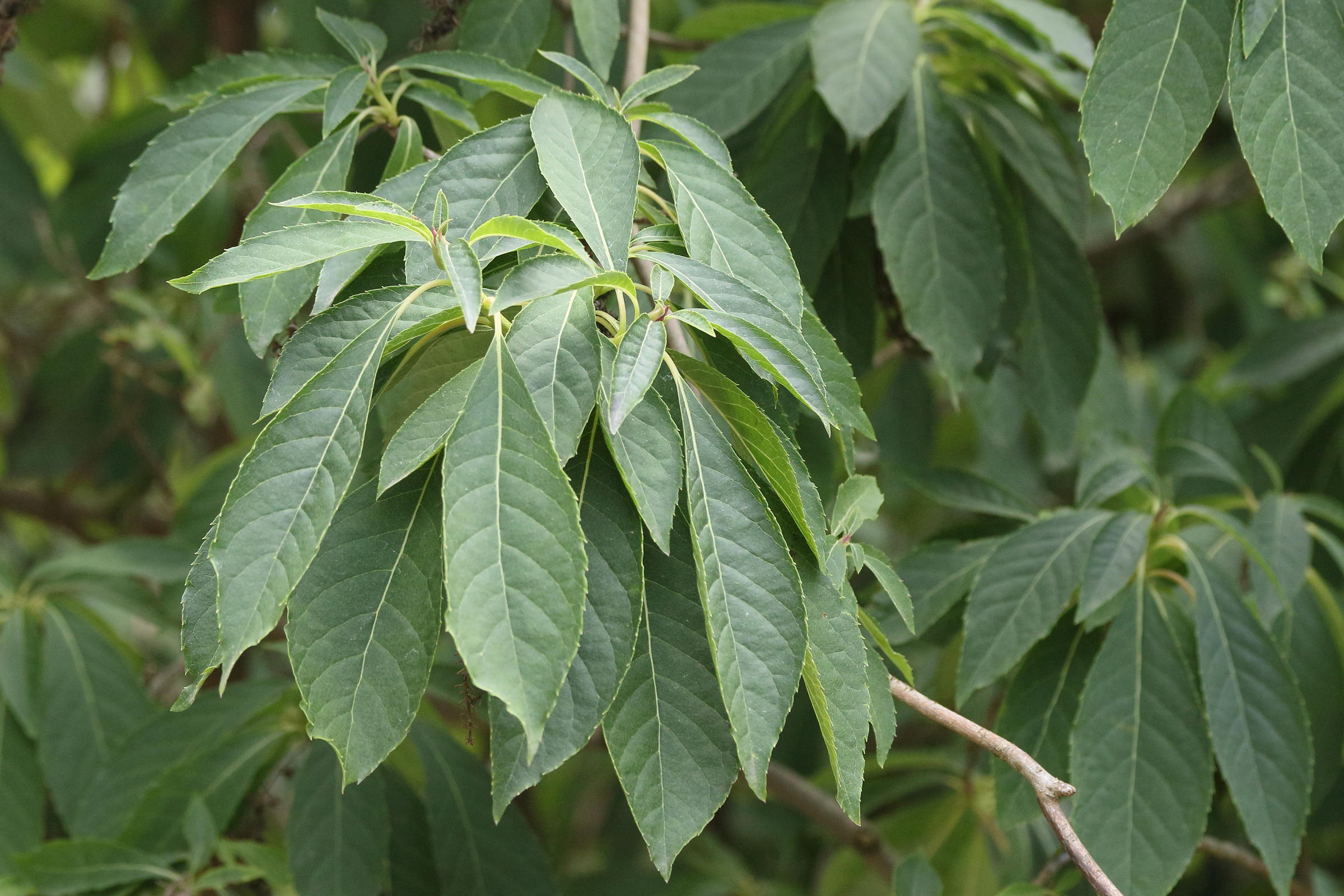 clethra_barbinervis2md