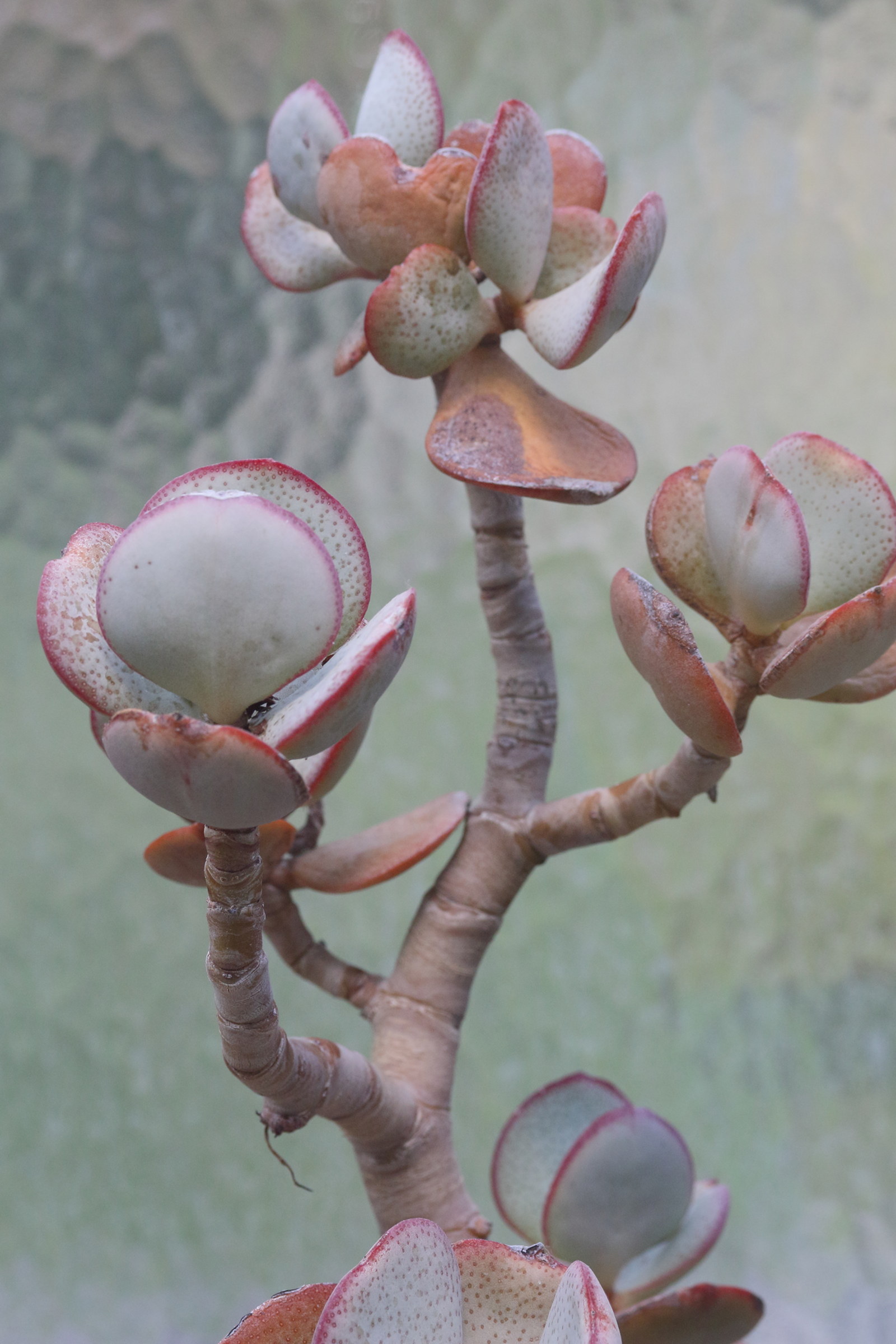 Afficher le média crassula_arborescens1md crassula_arborescens1md