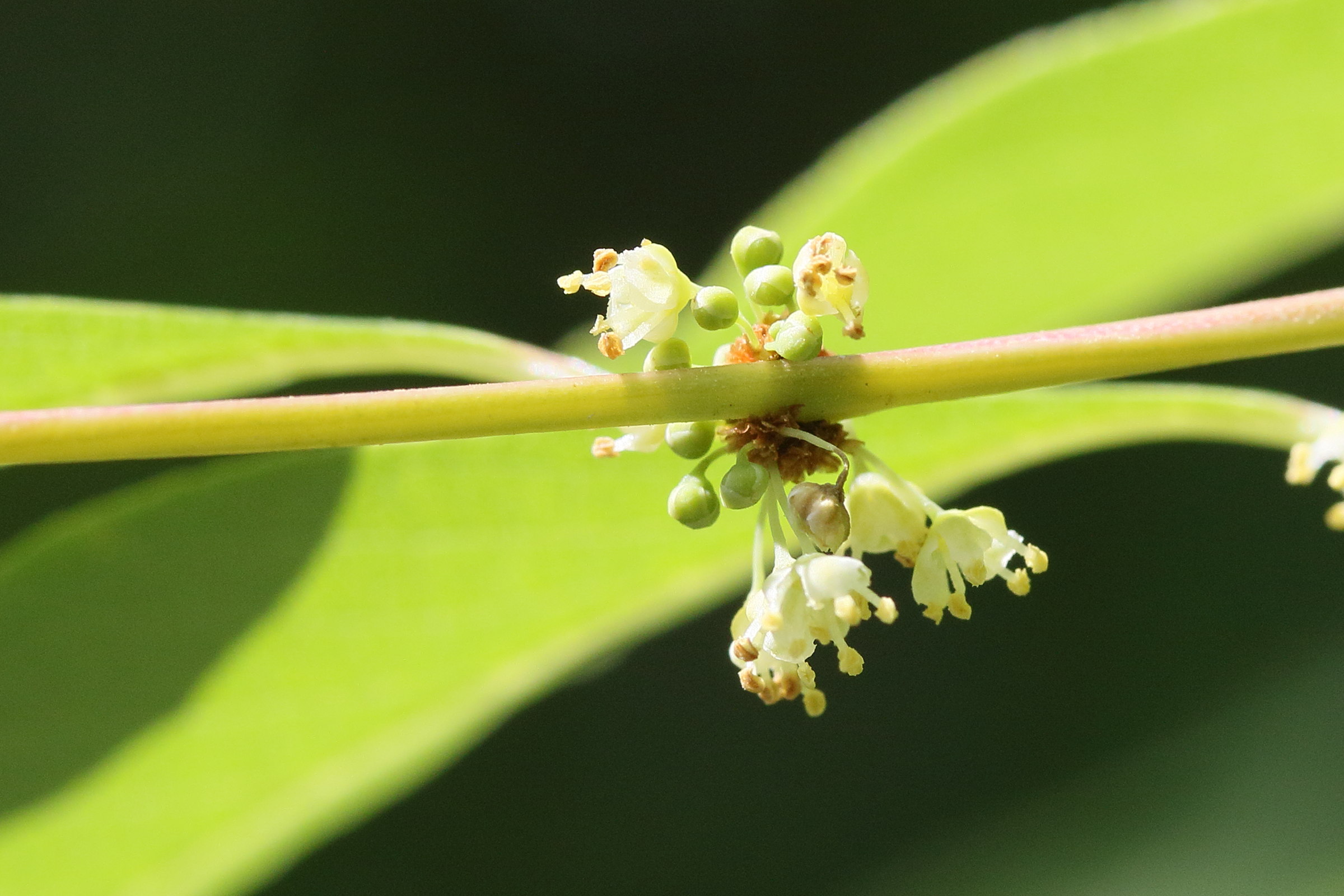 Afficher le média flueggea_suffruticosa2md flueggea_suffruticosa2md