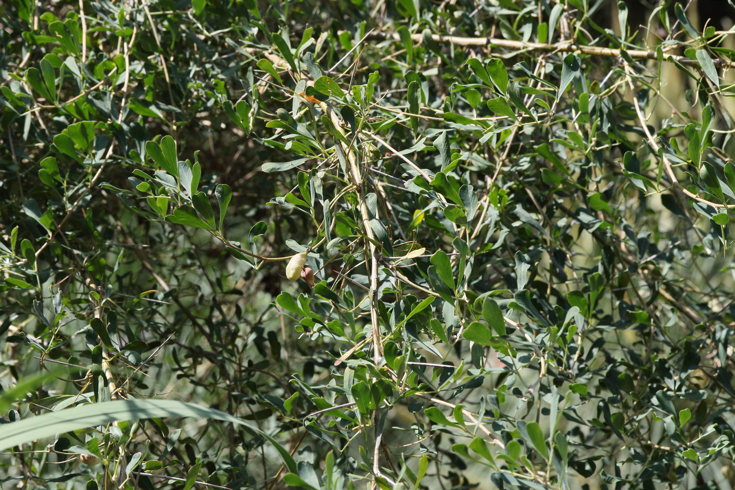 halimodendron_halodendron1md