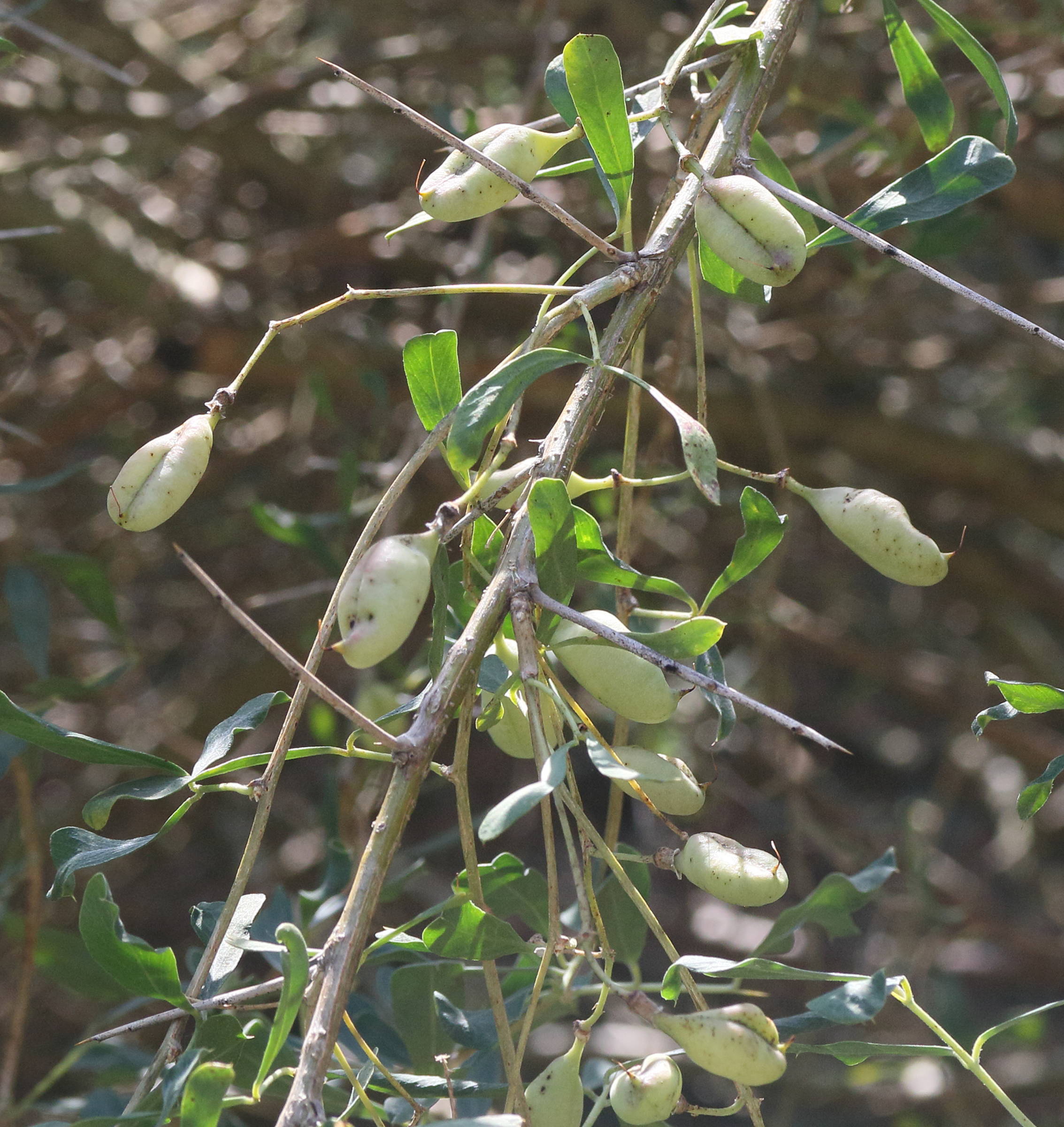 halimodendron_halodendron2md