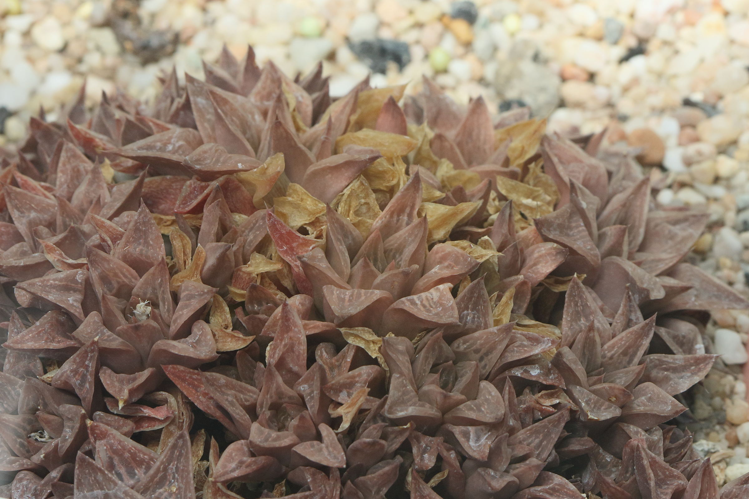 haworthia_turgida1bd