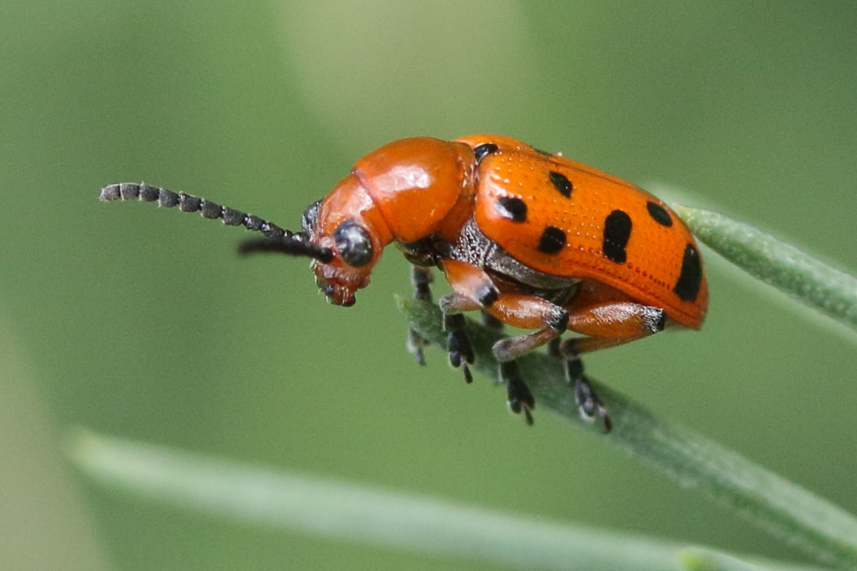 crioceris_duodecimpunctata3md