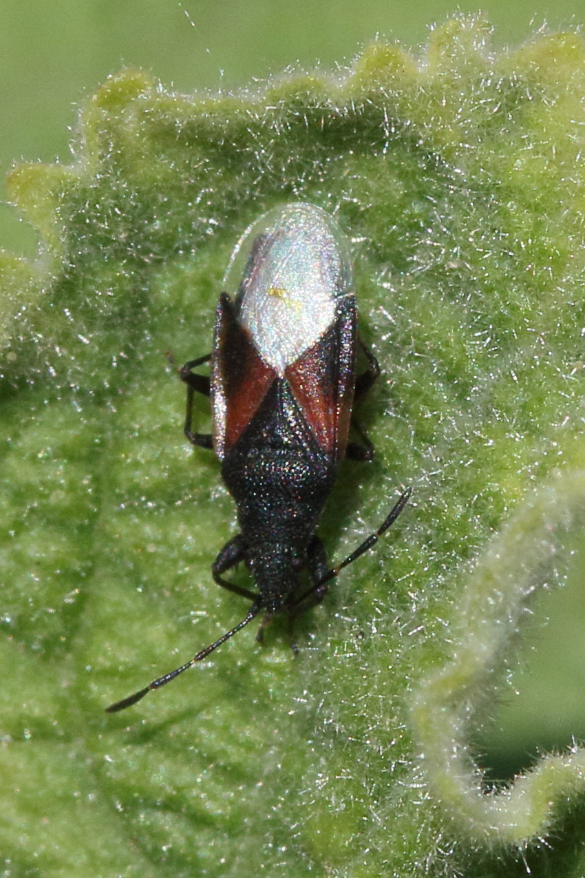 oxycarenus_lavaterae4md