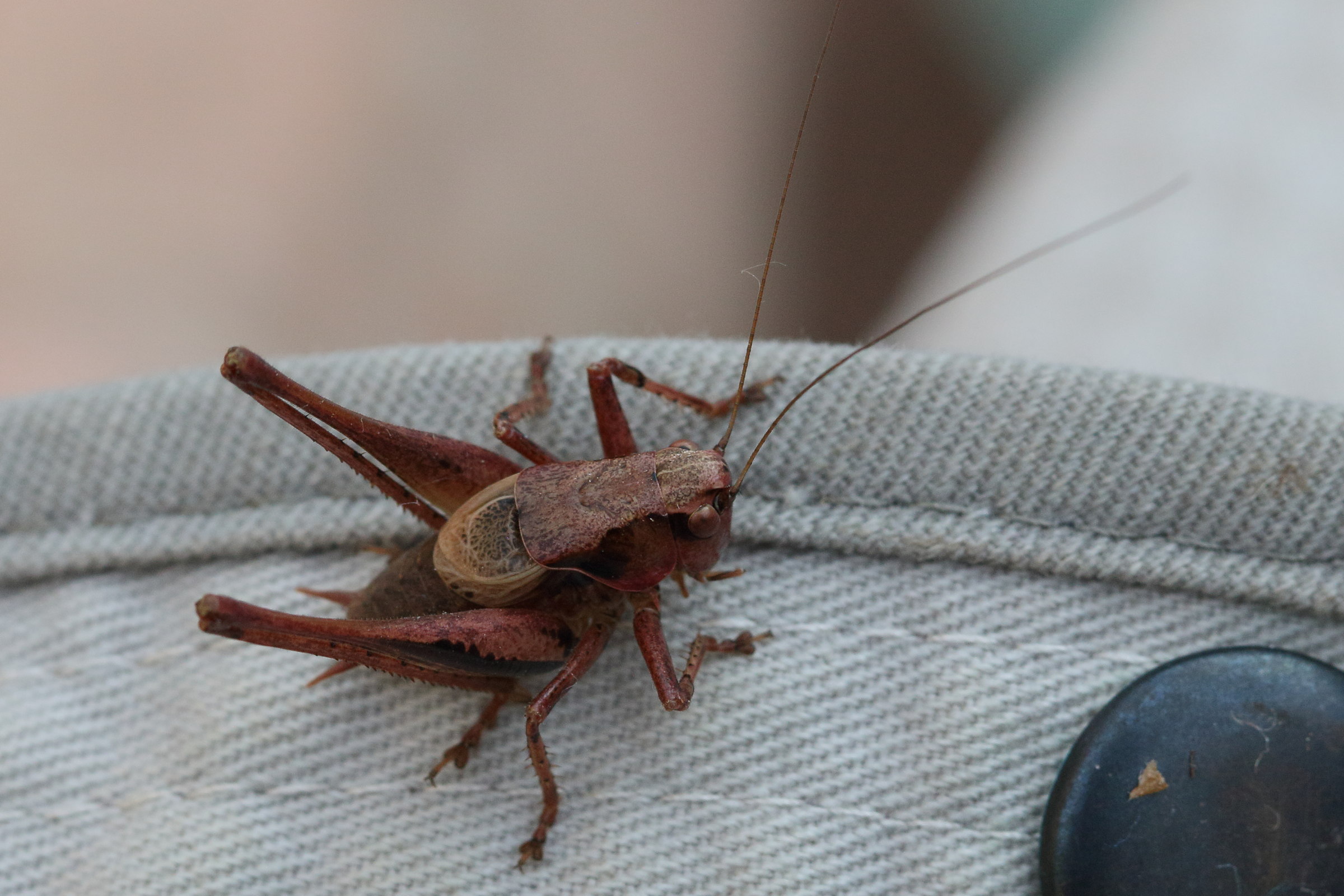 pholidoptera_griseoaptera7md