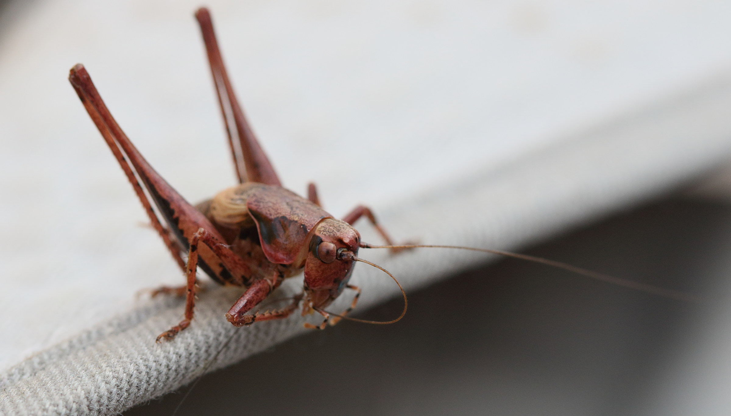 pholidoptera_griseoaptera8md