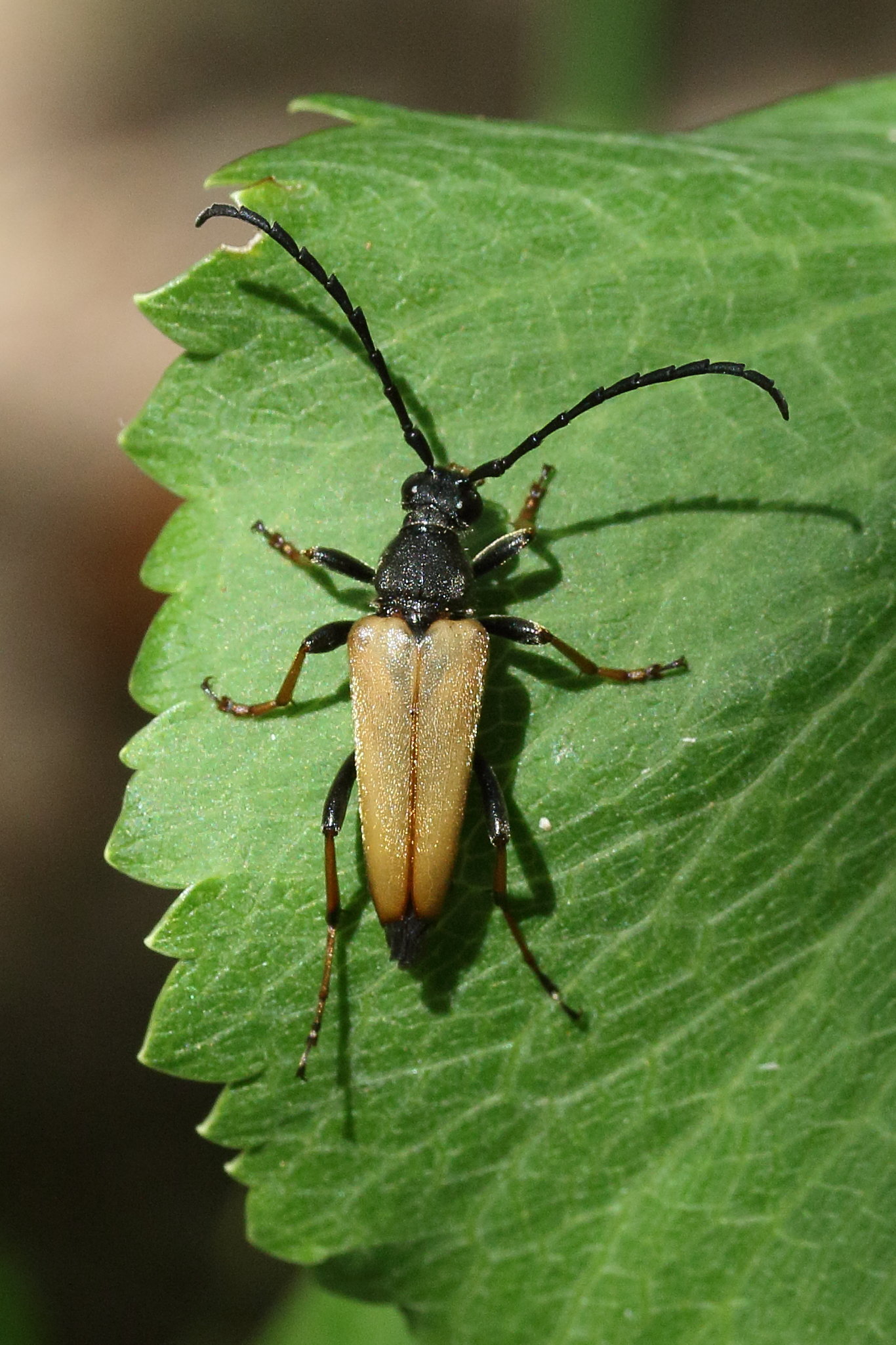 pseudovadonia_livida4md4