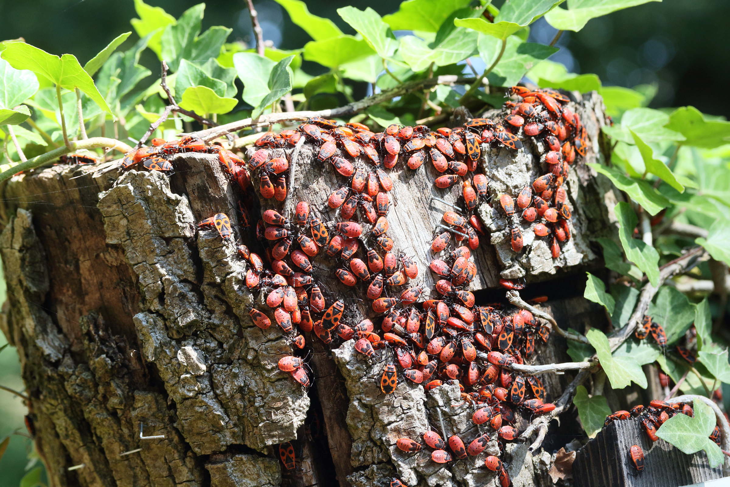 pyrrhocoris_apterus4md