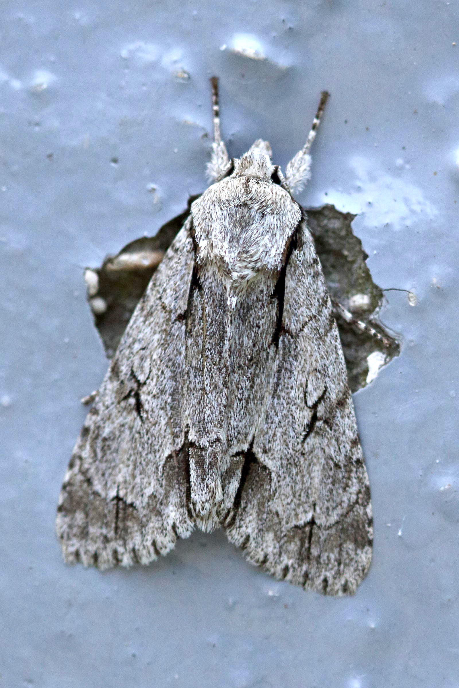 acronicta_aceris1md