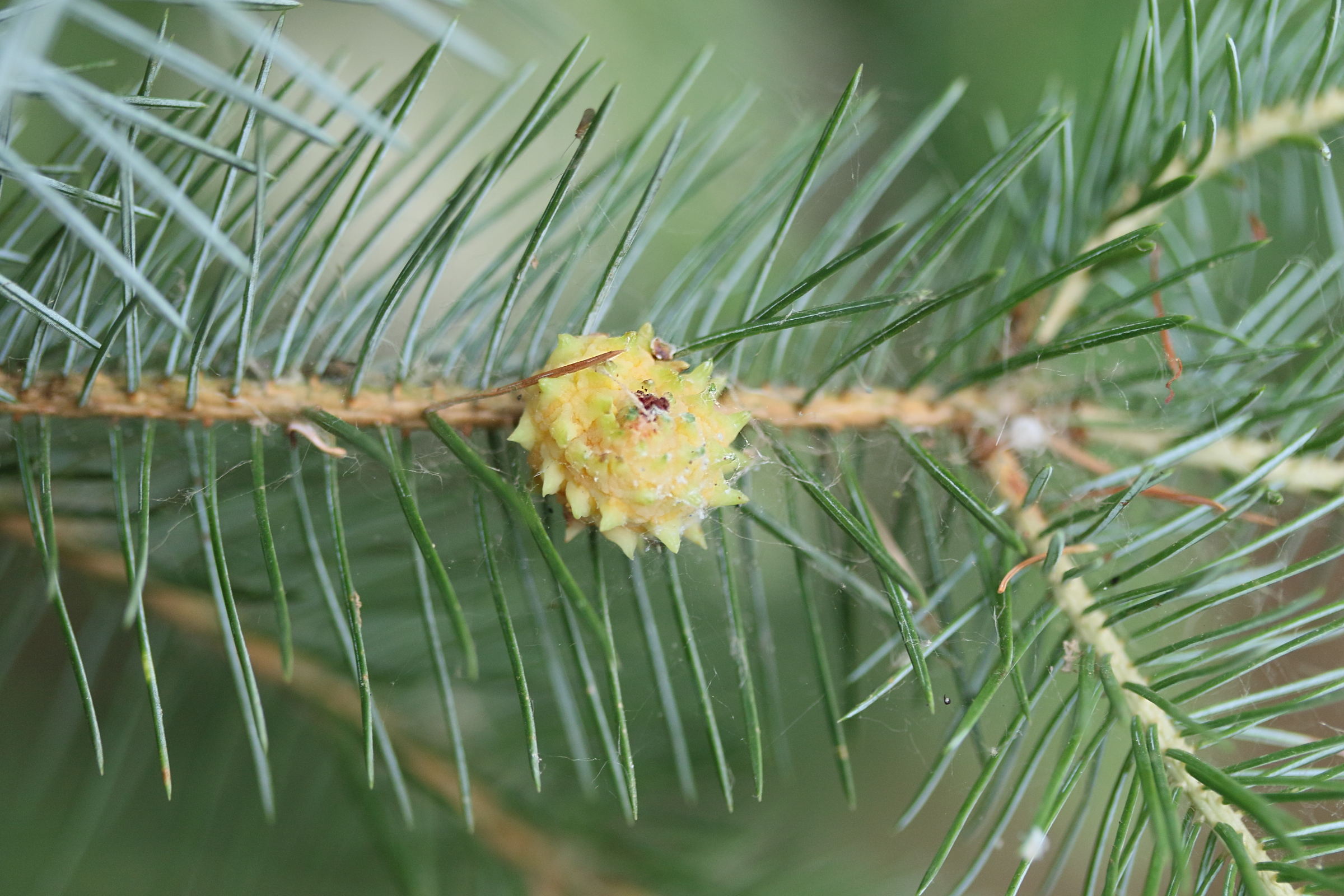 adelges_pectinatae_galle1md