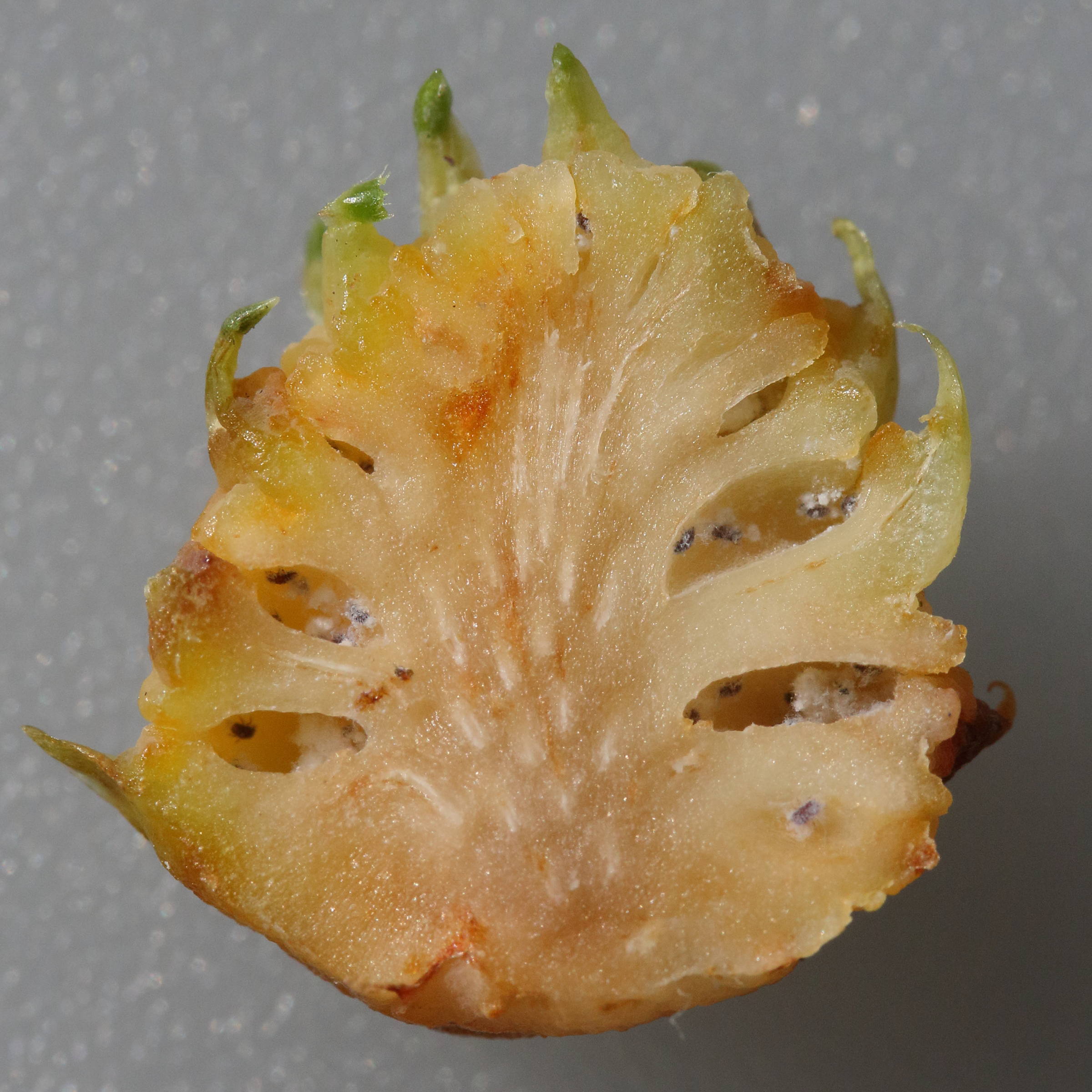 adelges_pectinatae_galle2md