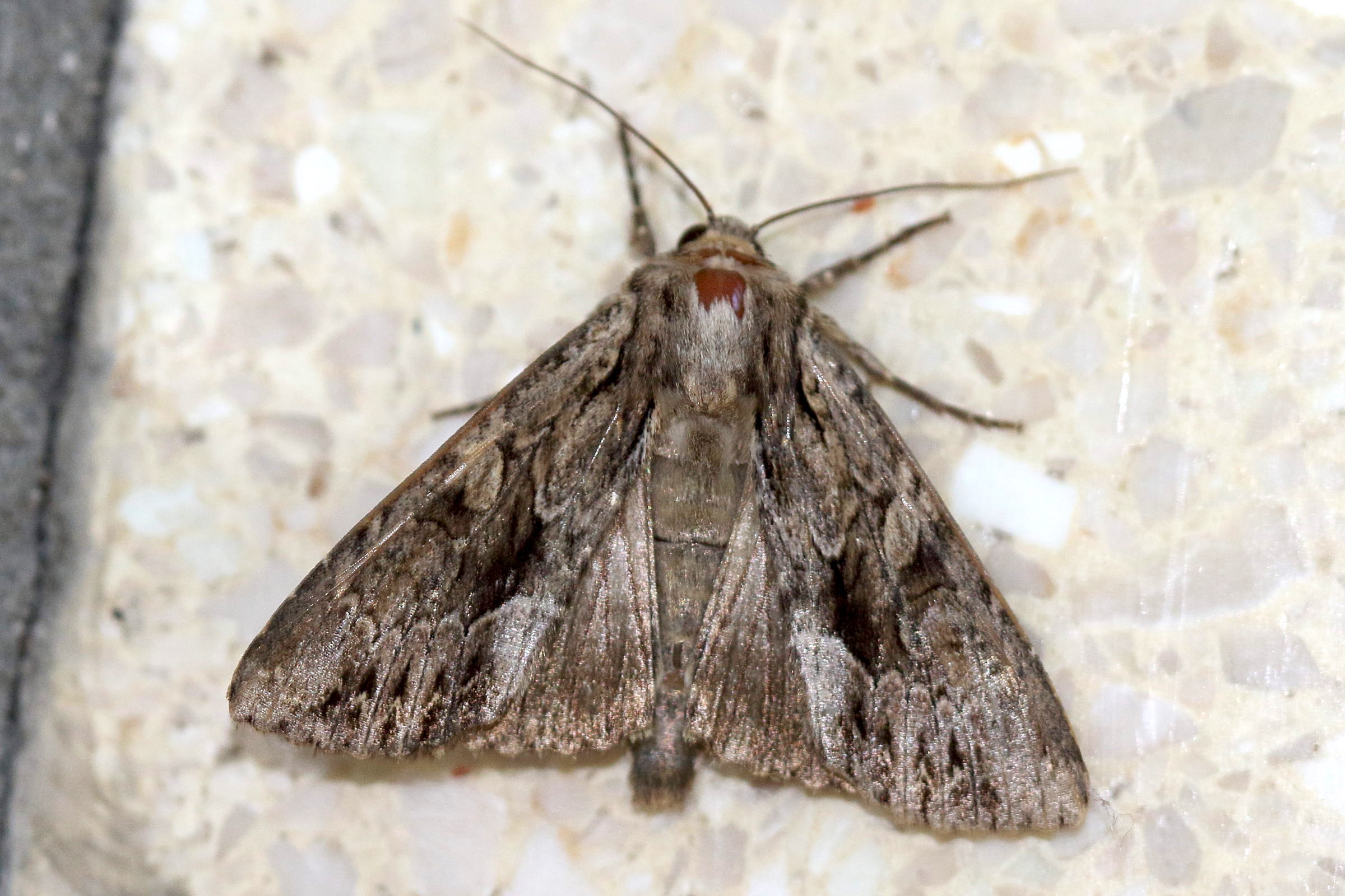 apamea_monoglypha3md