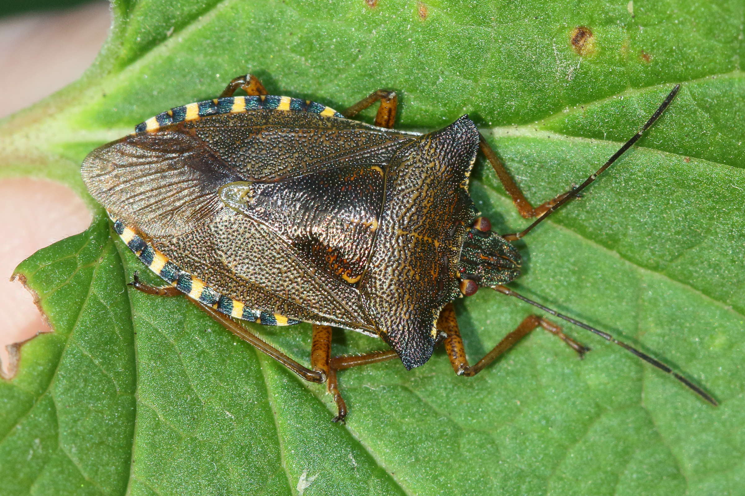 pentatoma_rufipes6md