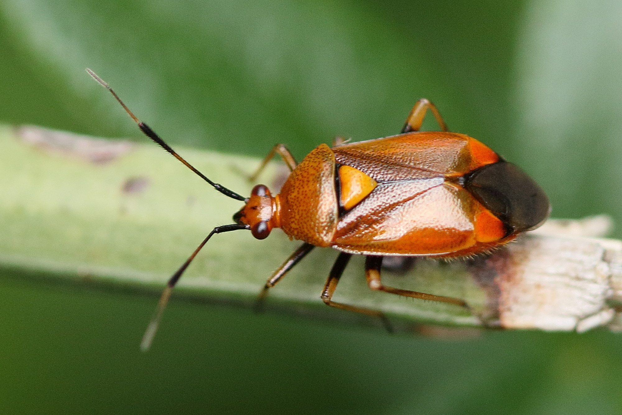 deraeocoris_ruber7md