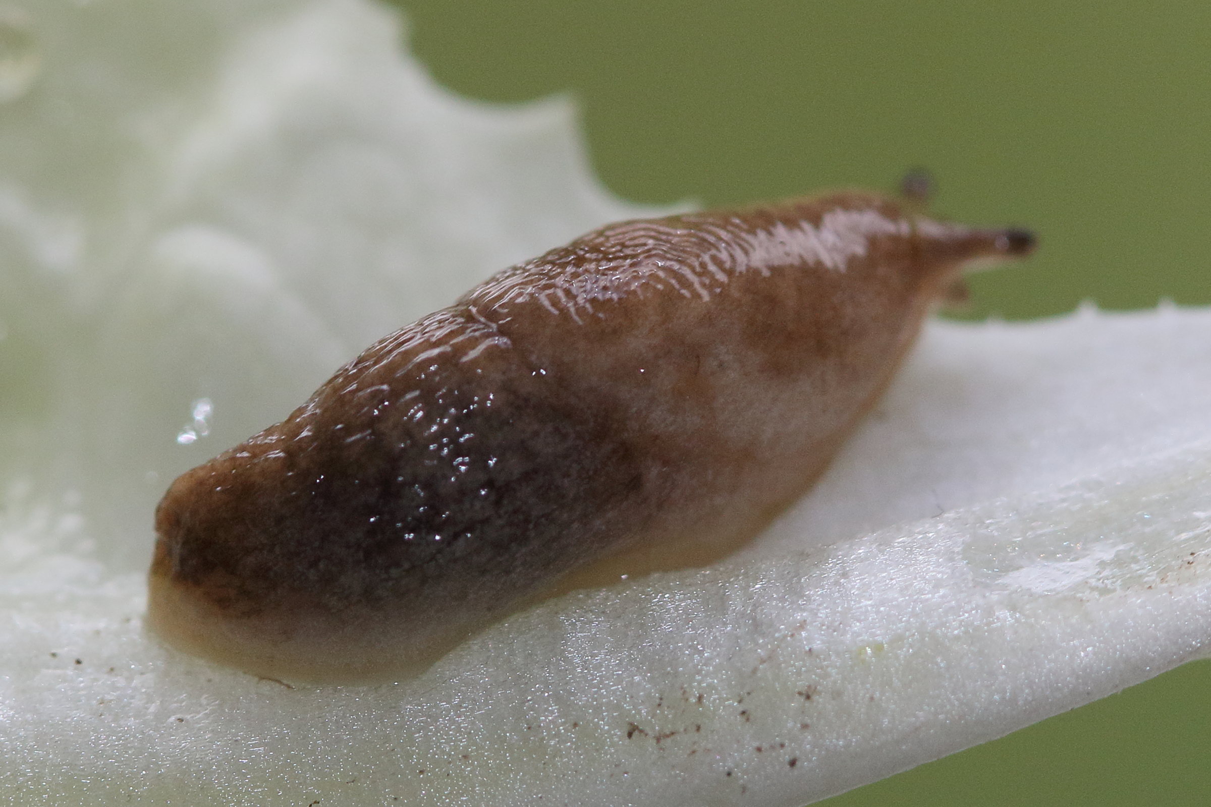 Afficher le média deroceras_reticulatum1md deroceras_reticulatum1md