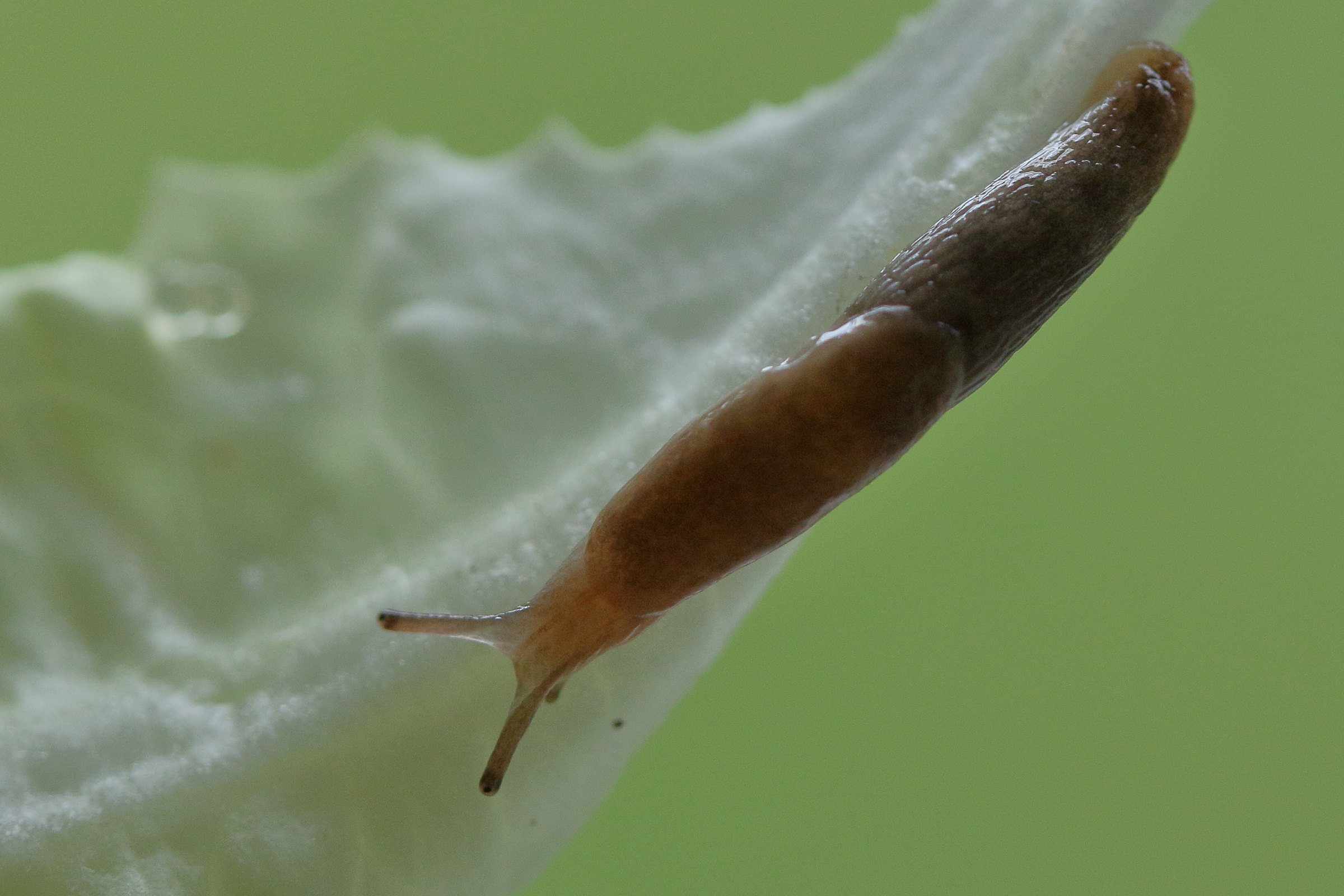 Afficher le média deroceras_reticulatum2md deroceras_reticulatum2md