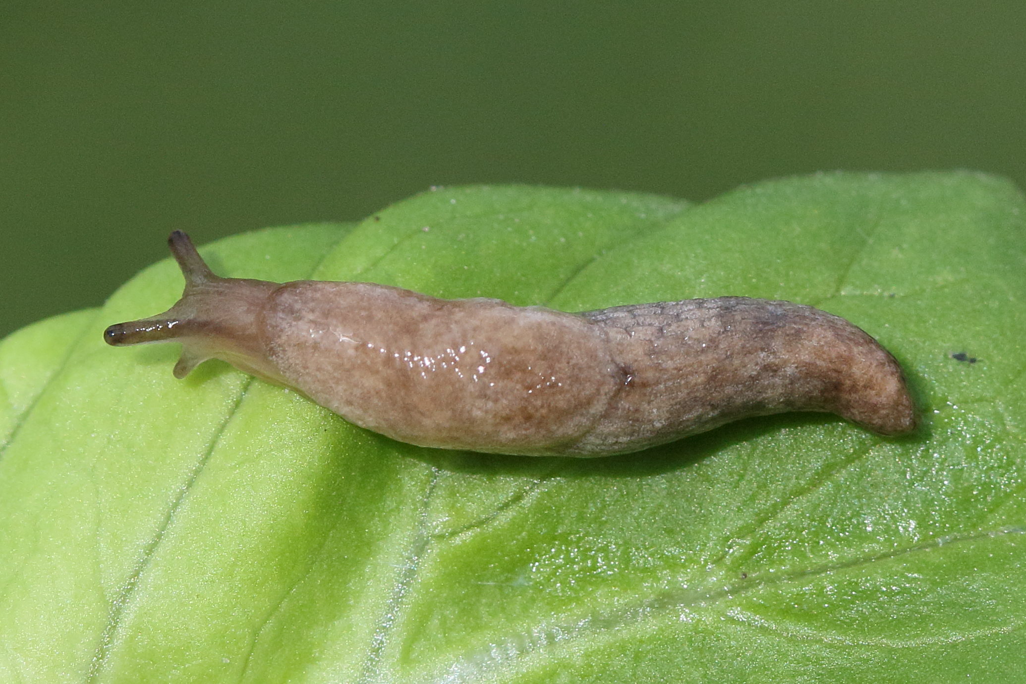 Afficher le média deroceras_reticulatum3md deroceras_reticulatum3md