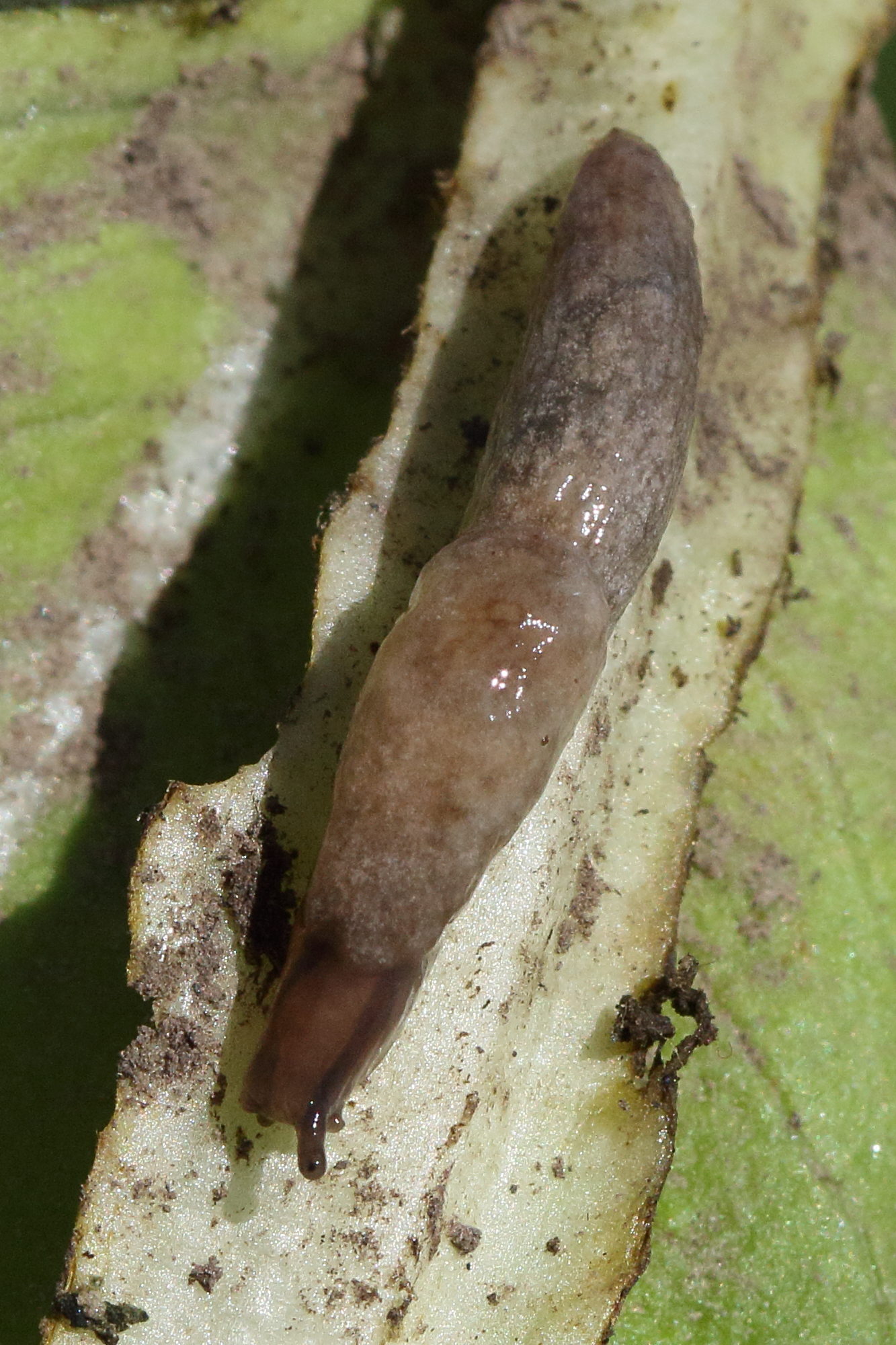 Afficher le média deroceras_reticulatum4md deroceras_reticulatum4md