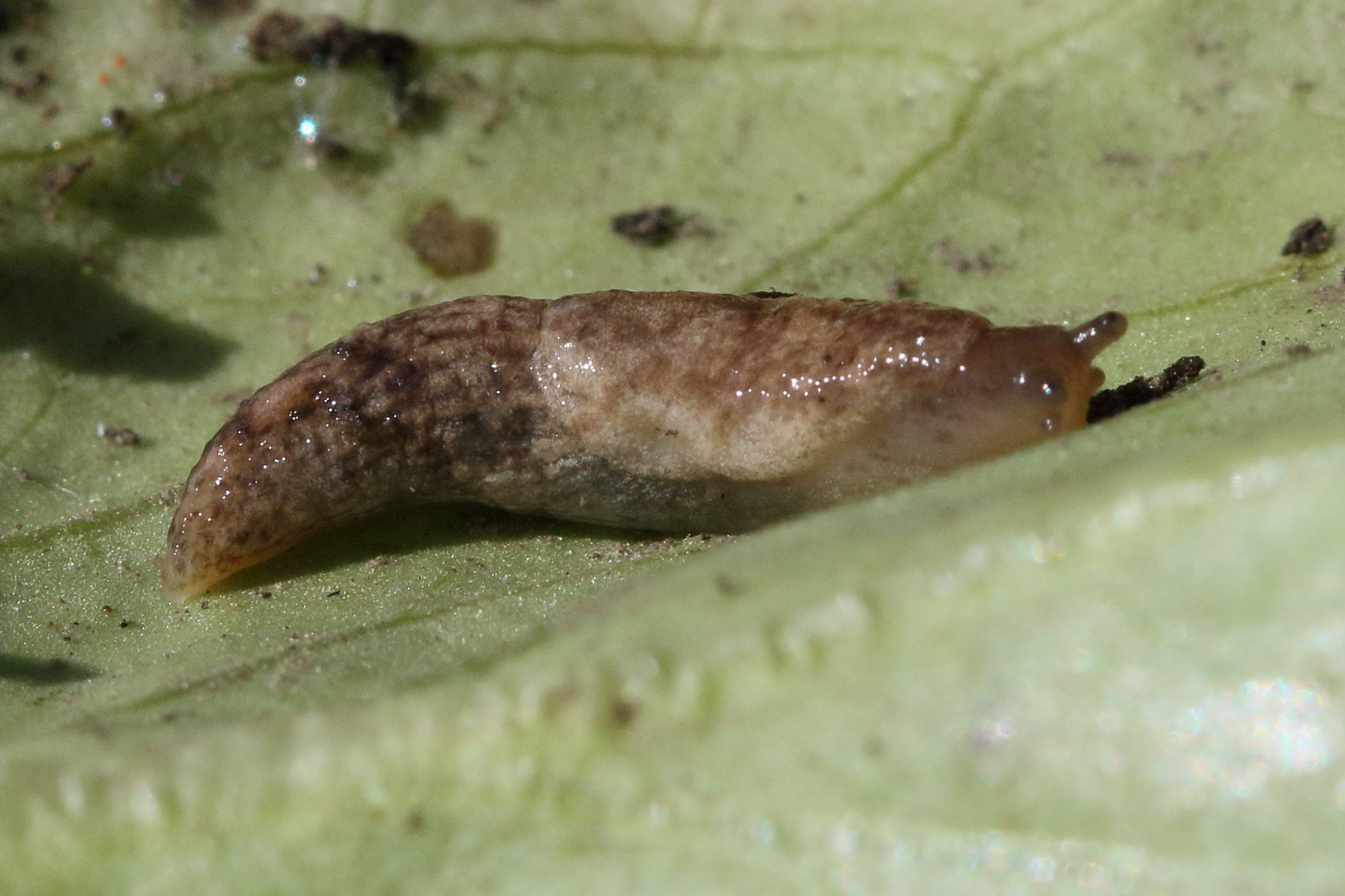 Afficher le média deroceras_reticulatum5md deroceras_reticulatum5md