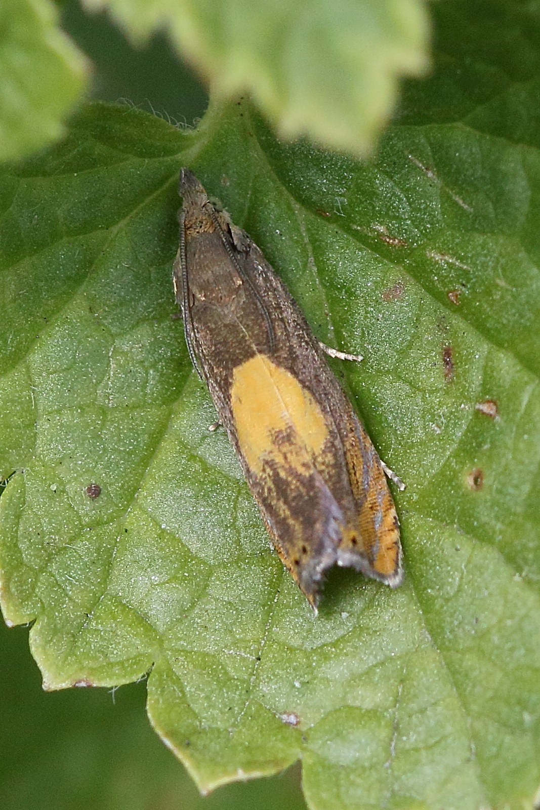 dichrorampha_petiverella1md